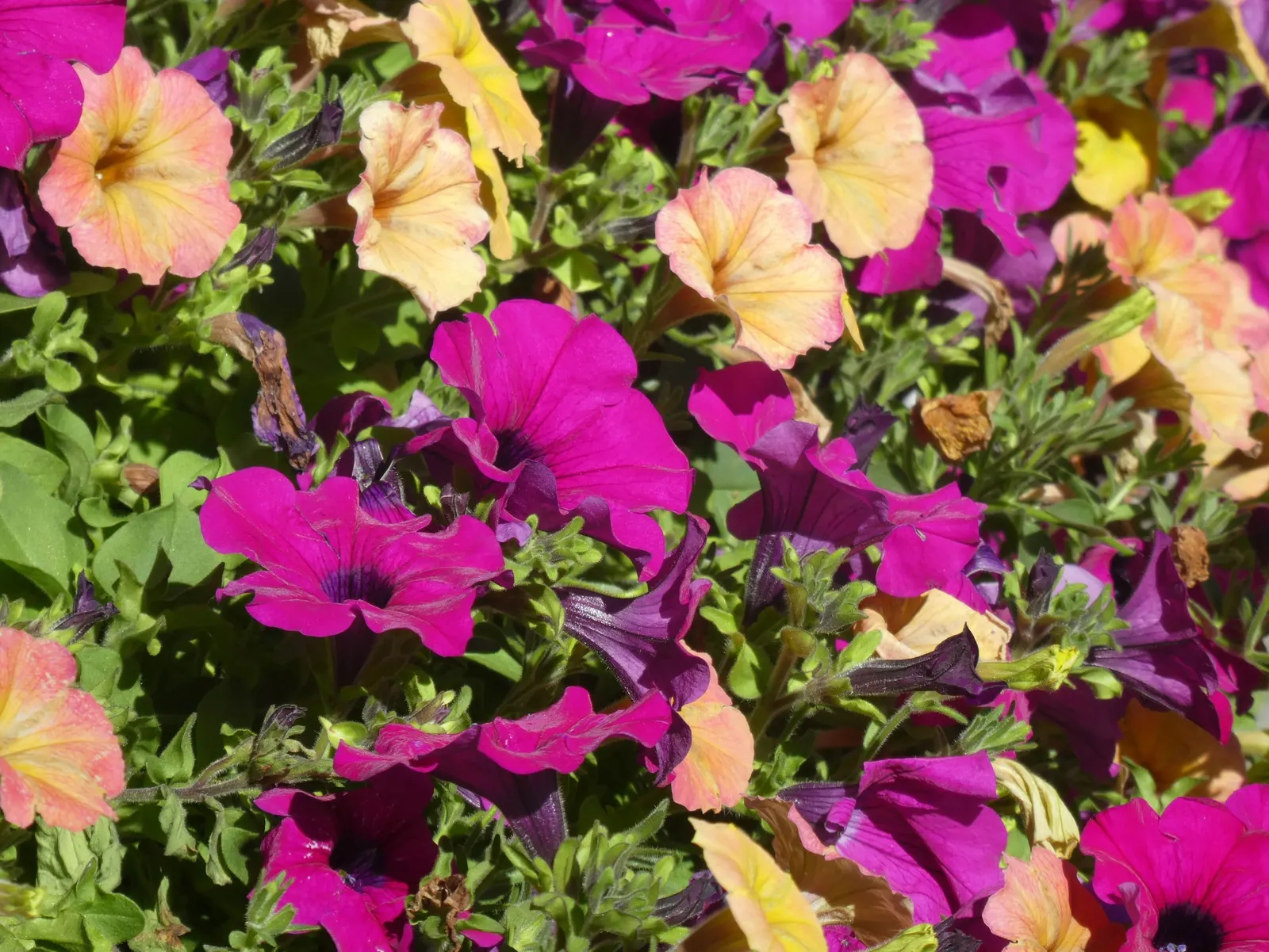 Petunia (Petunia X Hybrida) — making them an excellent choice for adding a swath of color to flower beds and borders; they are also ideal for, image 150