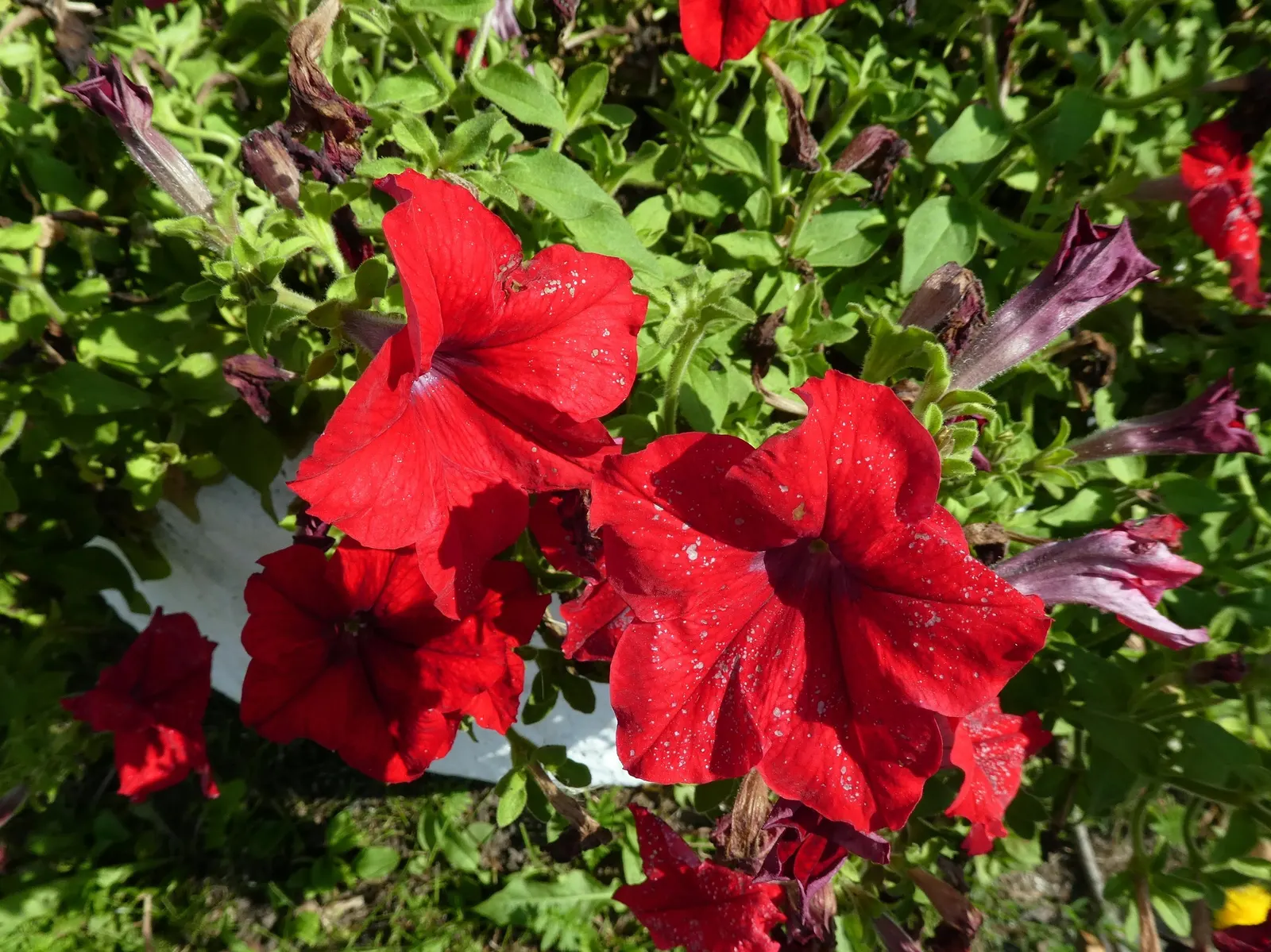 Petunia (Petunia X Hybrida) — while their width can spread from 18 to 36 inches; these hardy plants provide long-lasting color throughout the, image 155
