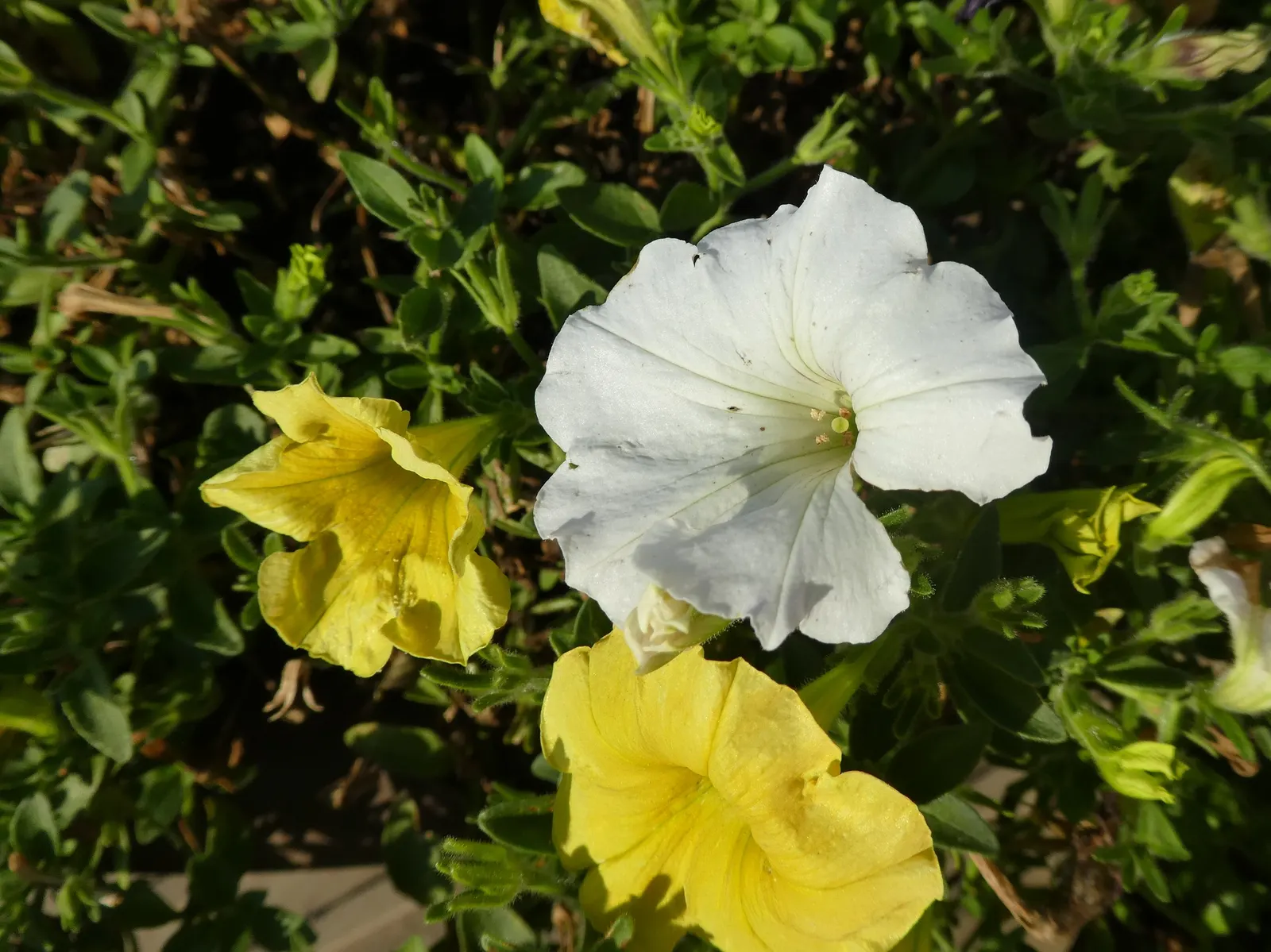 Petunia (Petunia X Hybrida) — As a landscape architect assistant