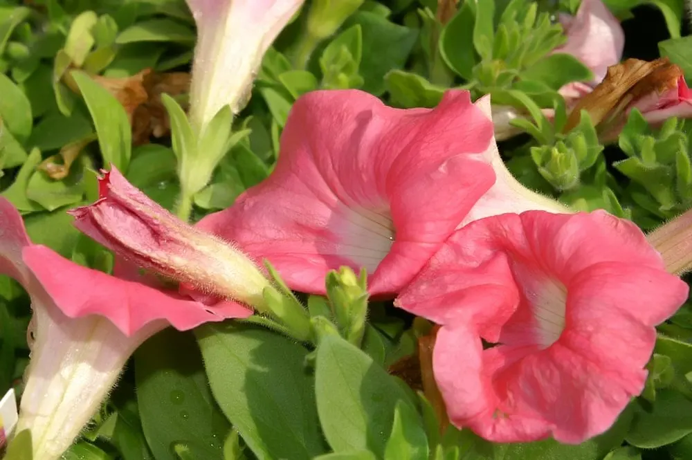 Petunia (Petunia X Hybrida) — offering a rich tapestry of colors; offering visual interest and dynamic range in their garden, image 144
