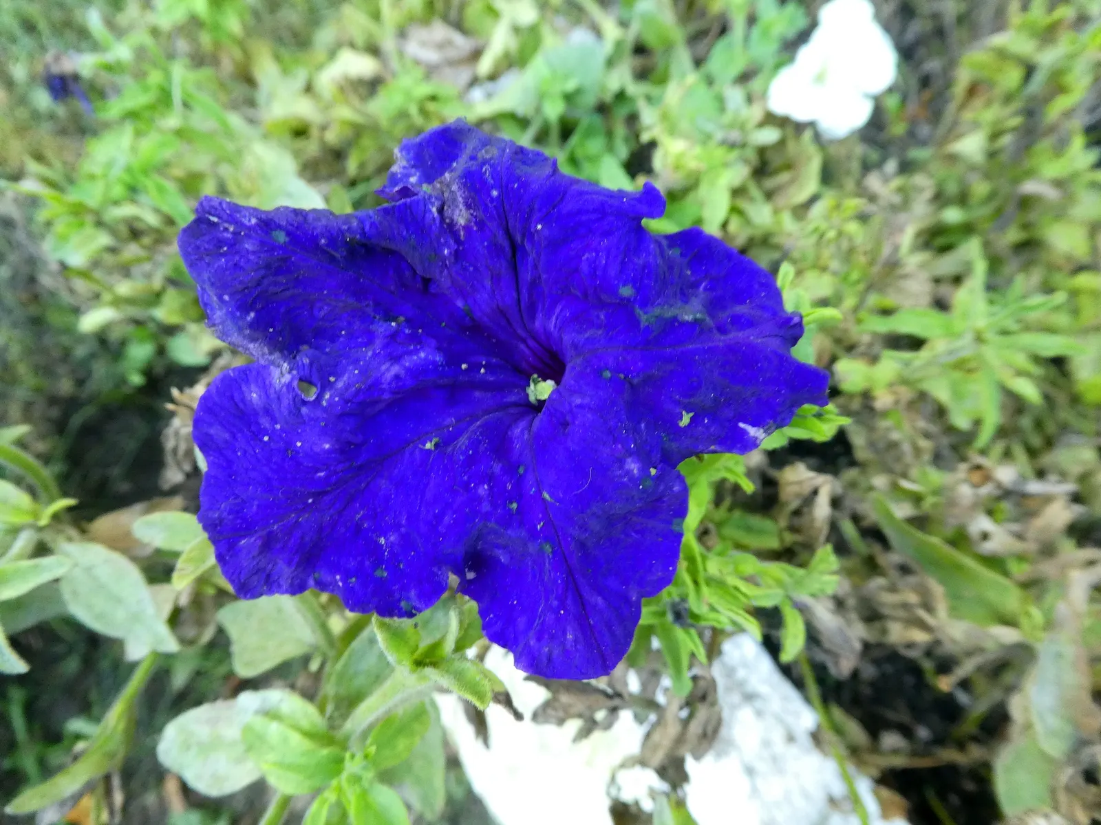 Petunia (Petunia X Hybrida) — these hardy plants provide long-lasting color throughout the growing season; they are also ideal for containers