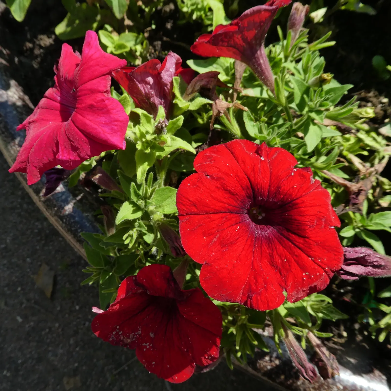 Petunia (Petunia X Hybrida) — with cascading varieties providing a lush; offering visual interest and dynamic range in their garden, image 180
