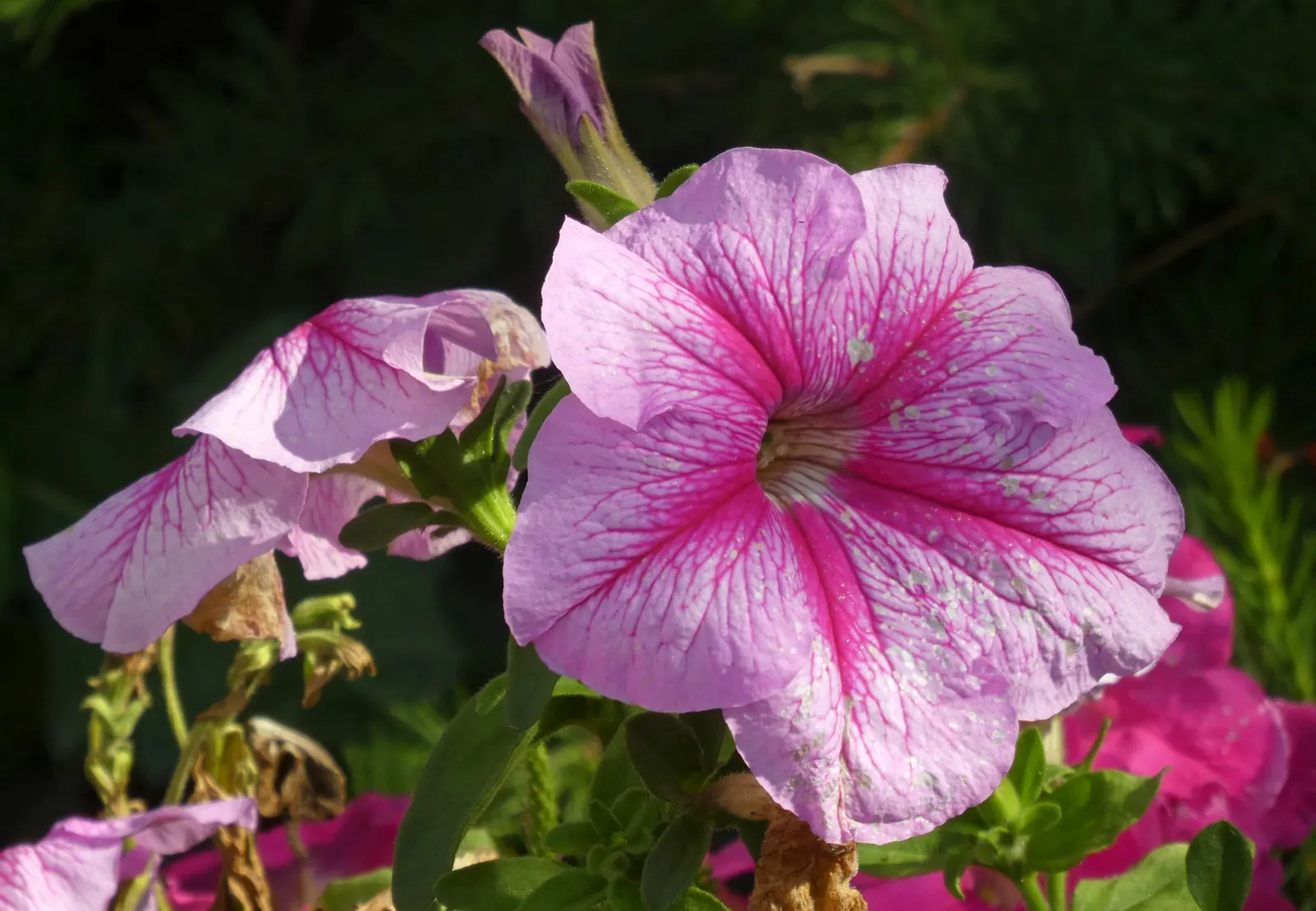 Petunia (Petunia X Hybrida) — offering visual interest and dynamic range in their garden; offering a rich tapestry of colors, image 109