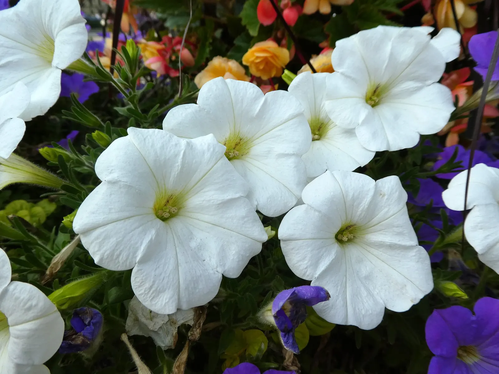 Petunia (Petunia X Hybrida) — commonly referred to as simply "Petunia," is a vibrant and widely-cultivated annual flowering plant; these hardy, image 175