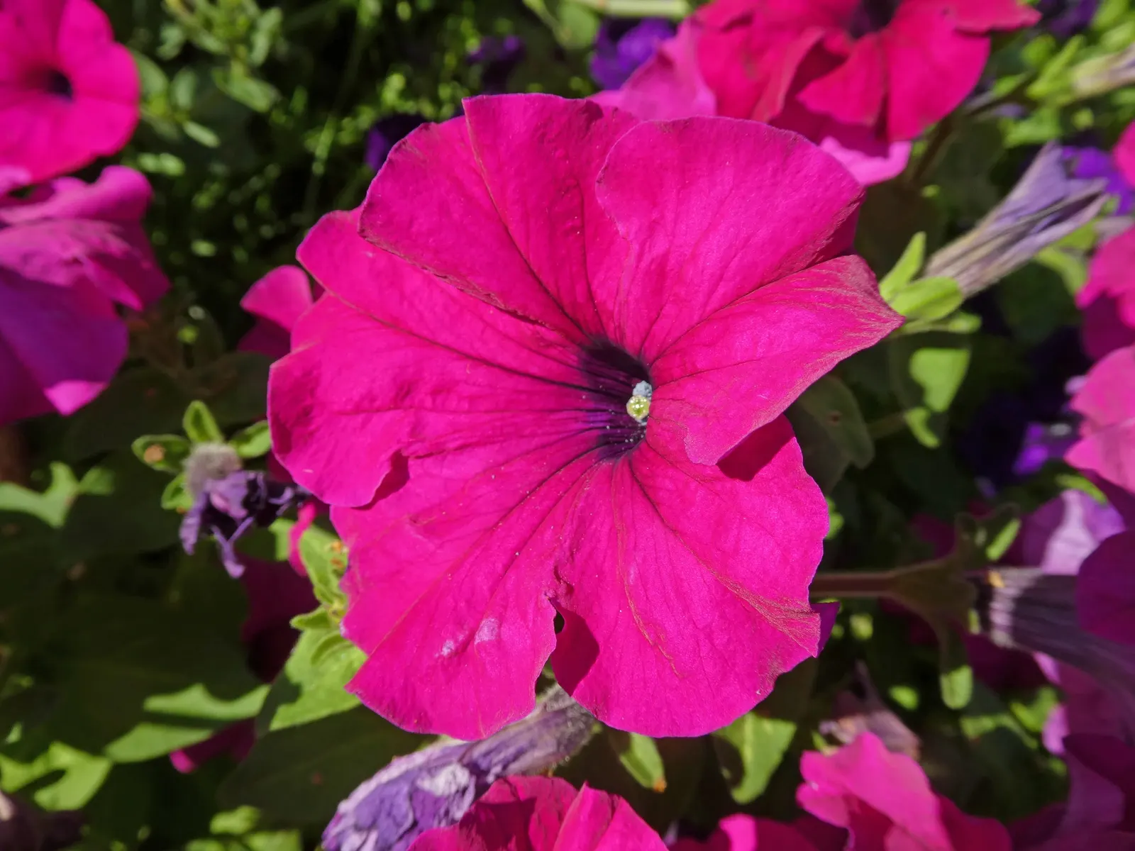 Petunia (Petunia X Hybrida) — offering visual interest and dynamic range in their garden