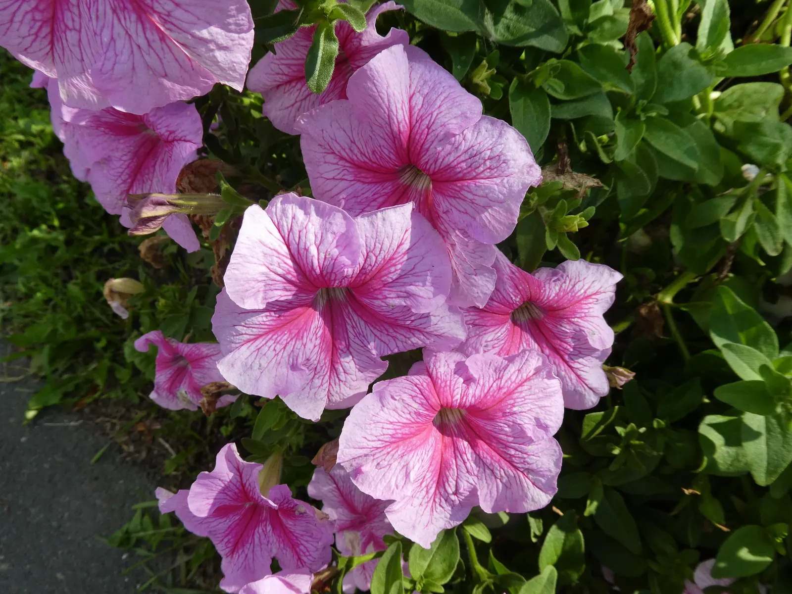 Petunia (Petunia X Hybrida) — making them an excellent choice for adding a swath of color to flower beds and borders; they are also ideal for, image 94