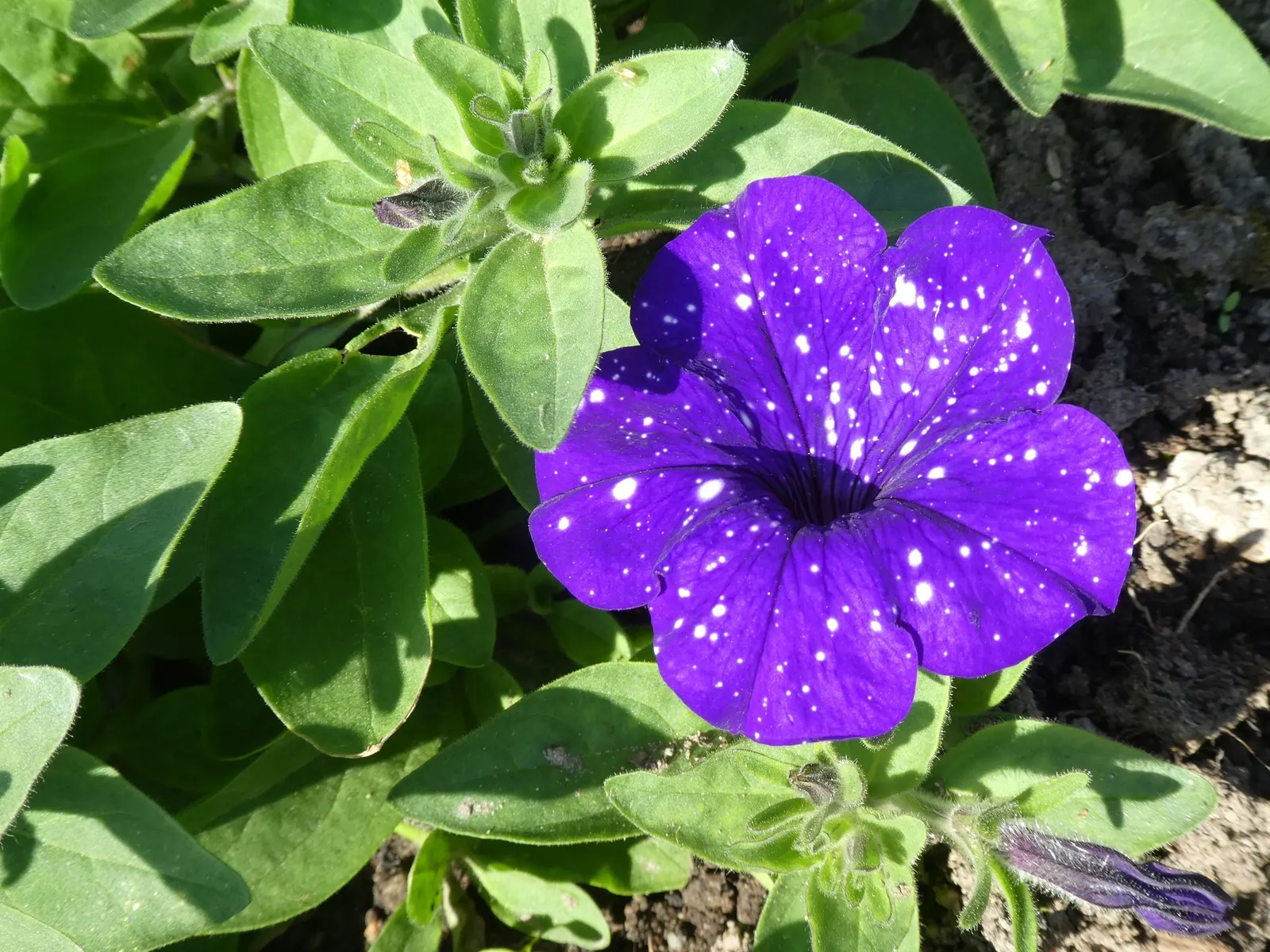 Petunia (Petunia X Hybrida) — <br><br>Petunias prefer full sun