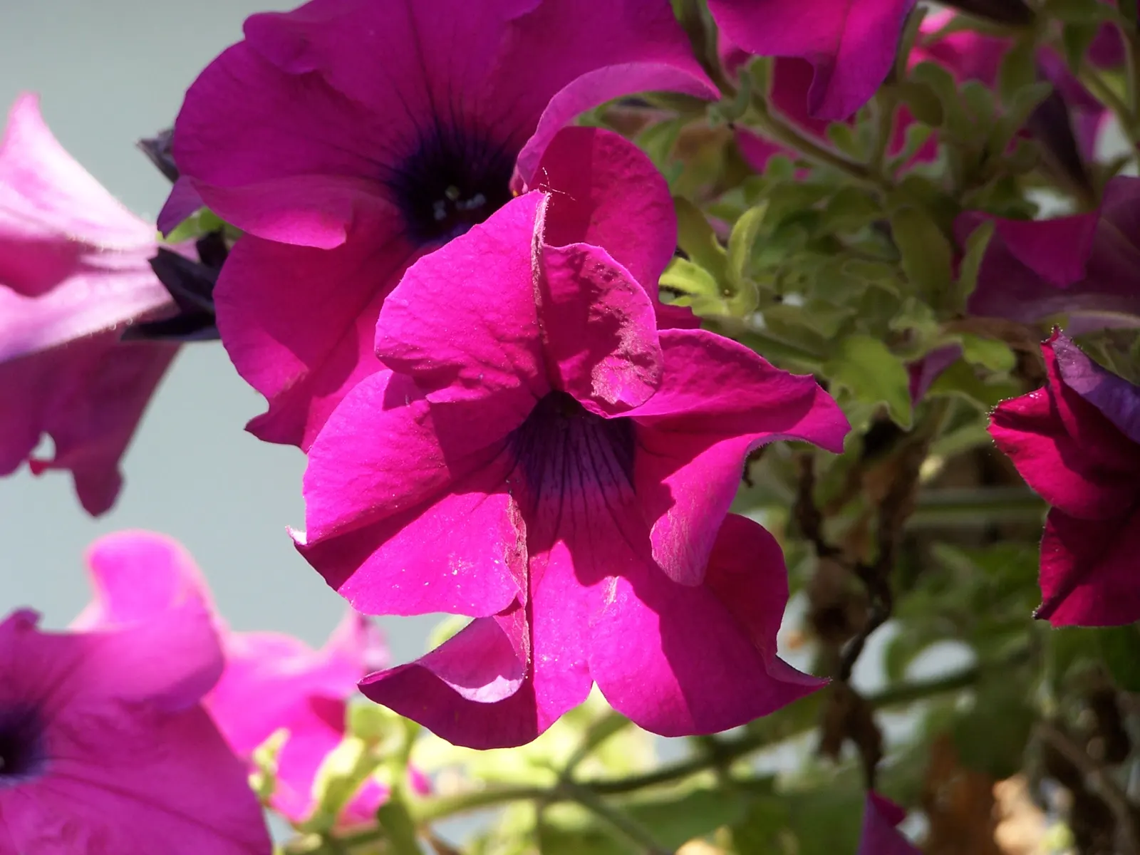 Petunia (Petunia X Hybrida) — Petunias range in height from about 6 to 24 inches; they are also ideal for containers, image 70
