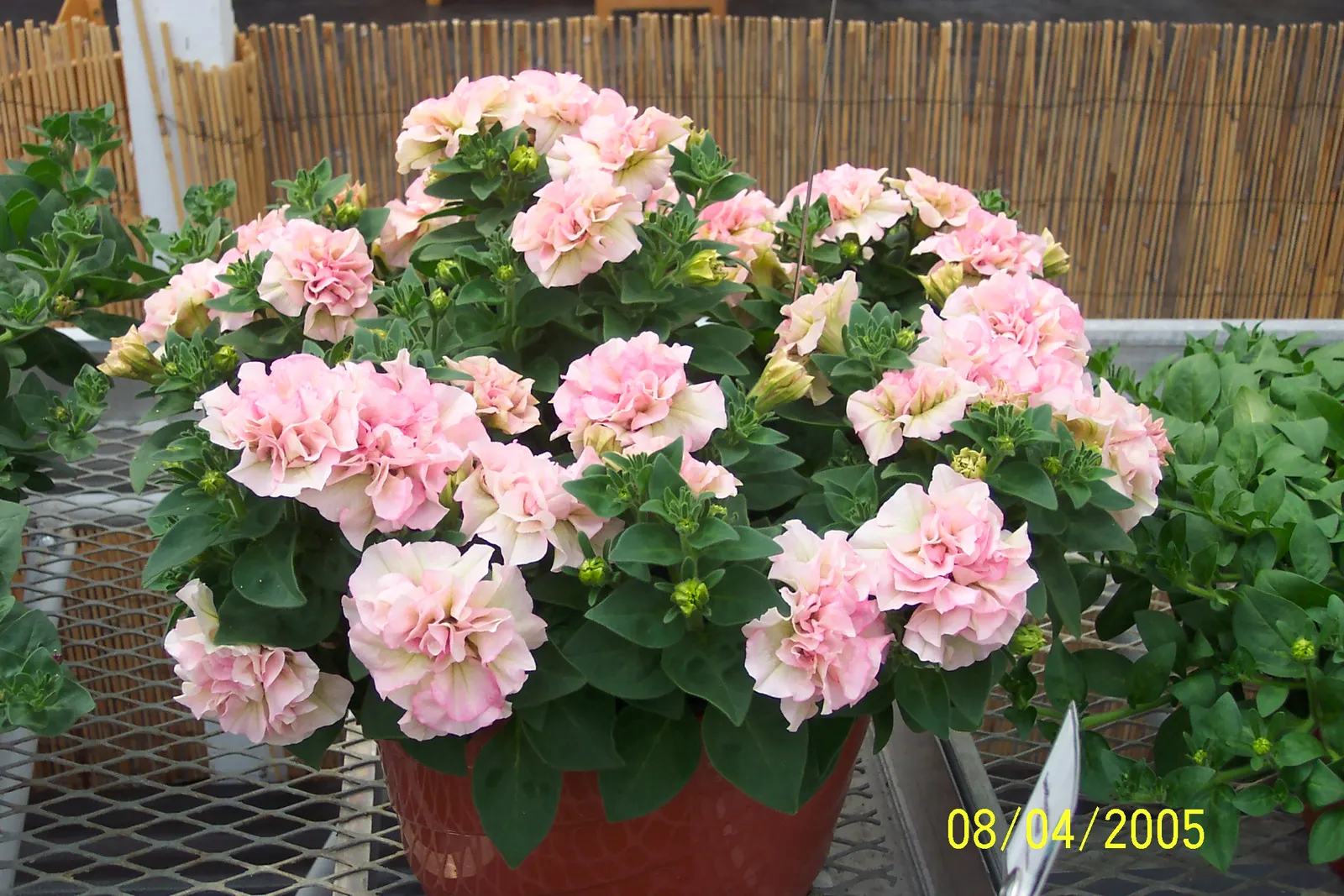Petunia (Petunia X Hybrida) — offering a rich tapestry of colors; offering visual interest and dynamic range in their garden, image 172