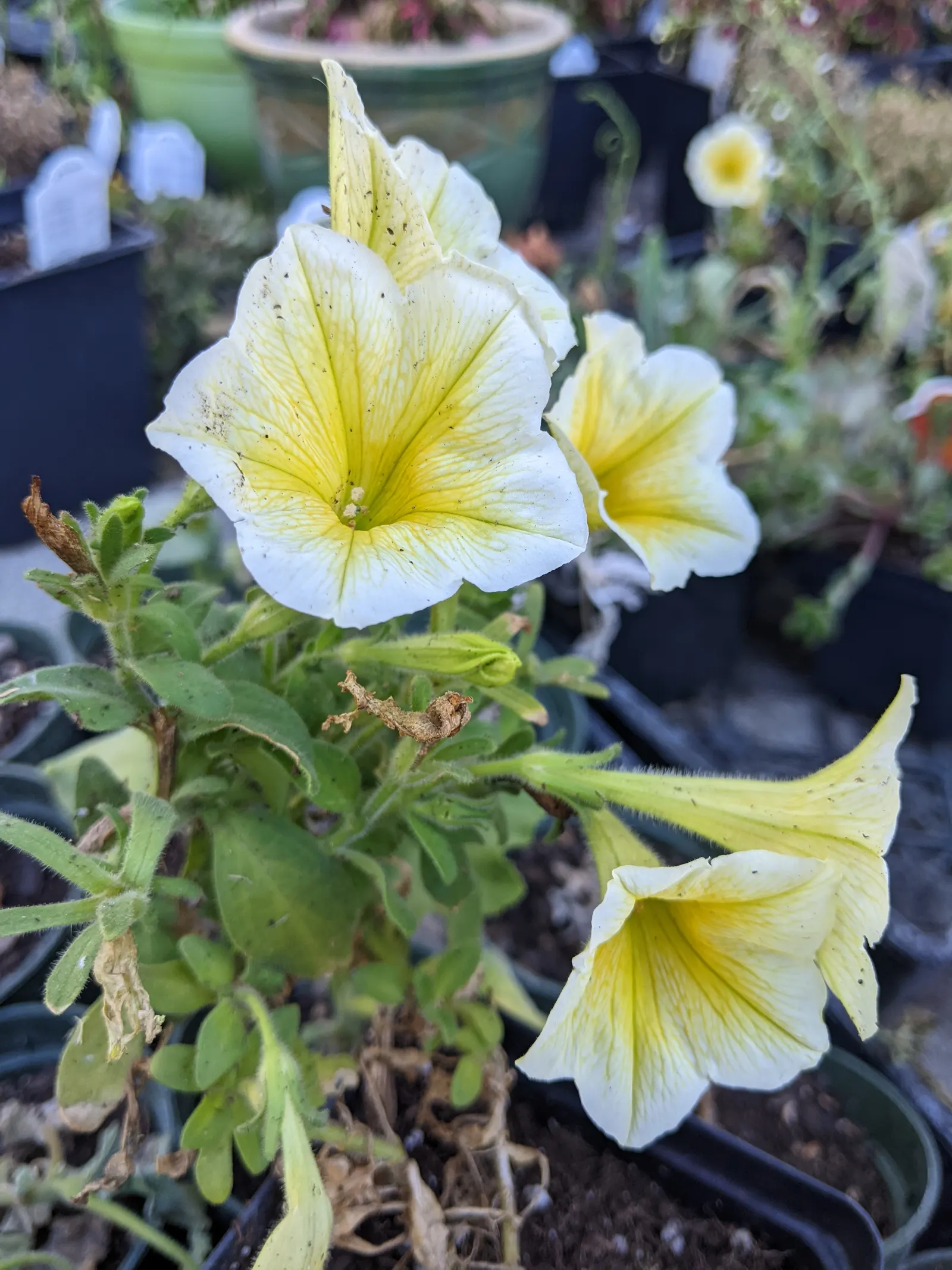 Petunia (Petunia X Hybrida) — They thrive in well-drained; offering a rich tapestry of colors, image 189