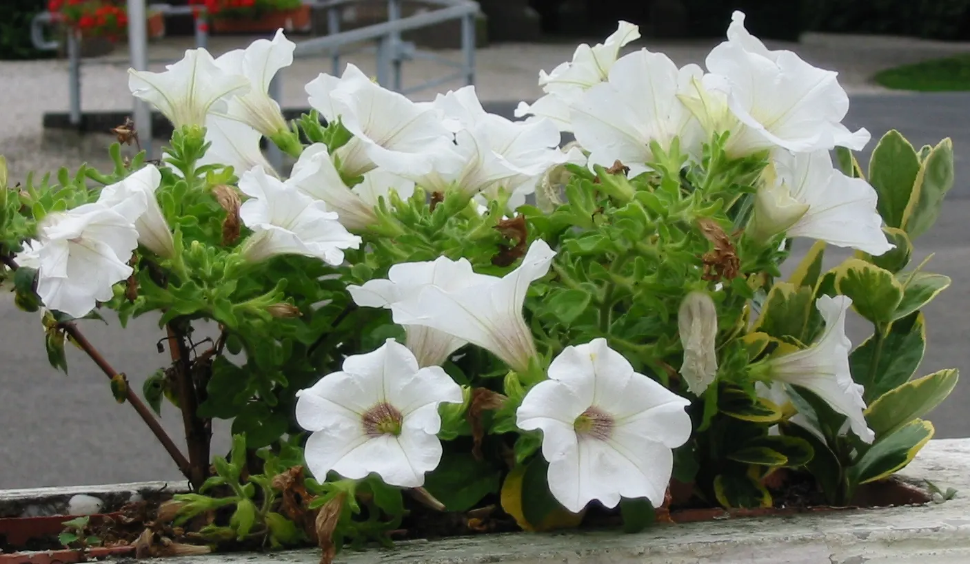 Petunia (Petunia X Hybrida) — boasts trumpet-shaped blooms up to 5 inches in diameter; they are also ideal for containers, image 86