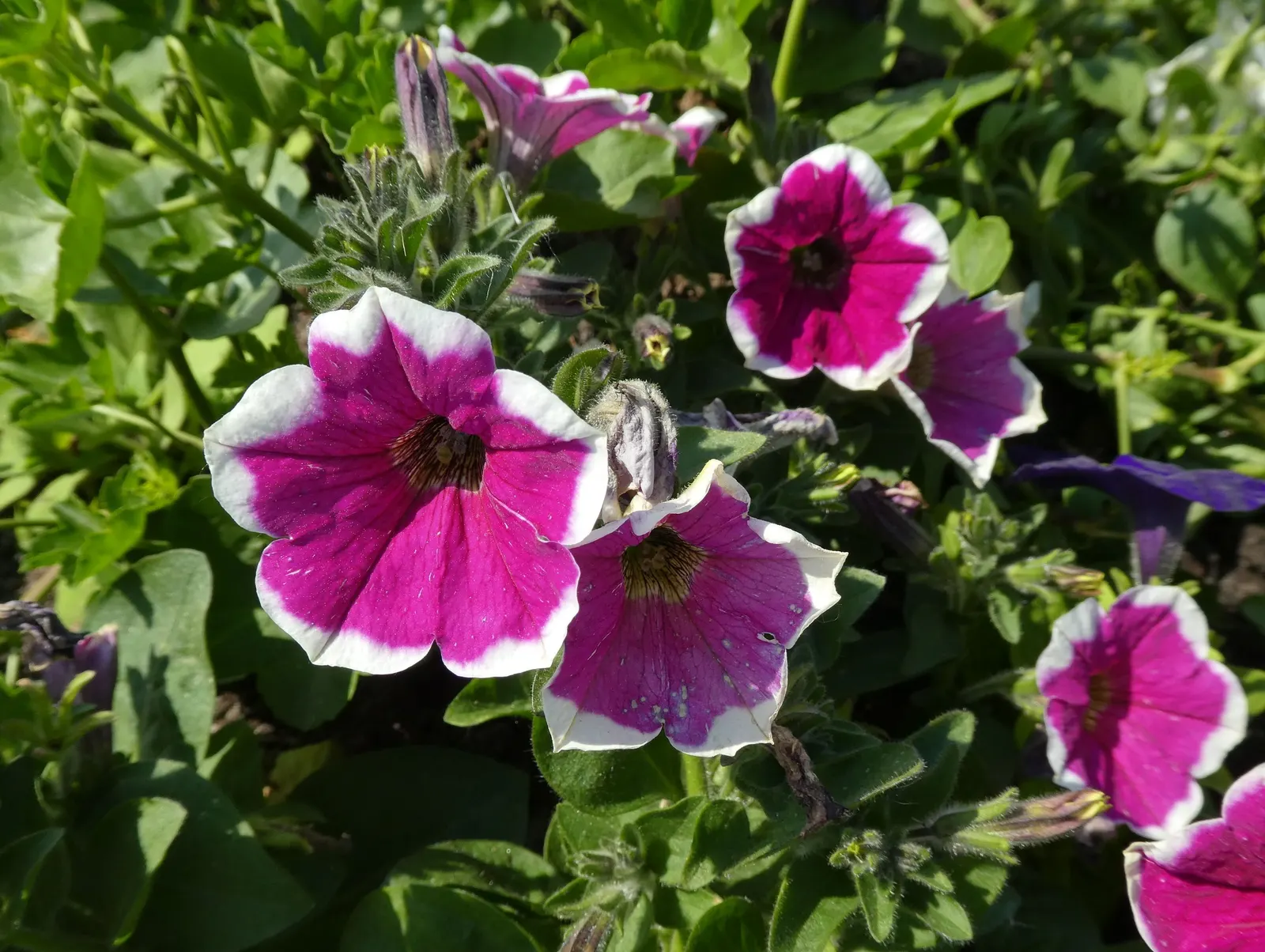Petunia (Petunia X Hybrida) — these hardy plants provide long-lasting color throughout the growing season; they are also ideal for containers, image 186