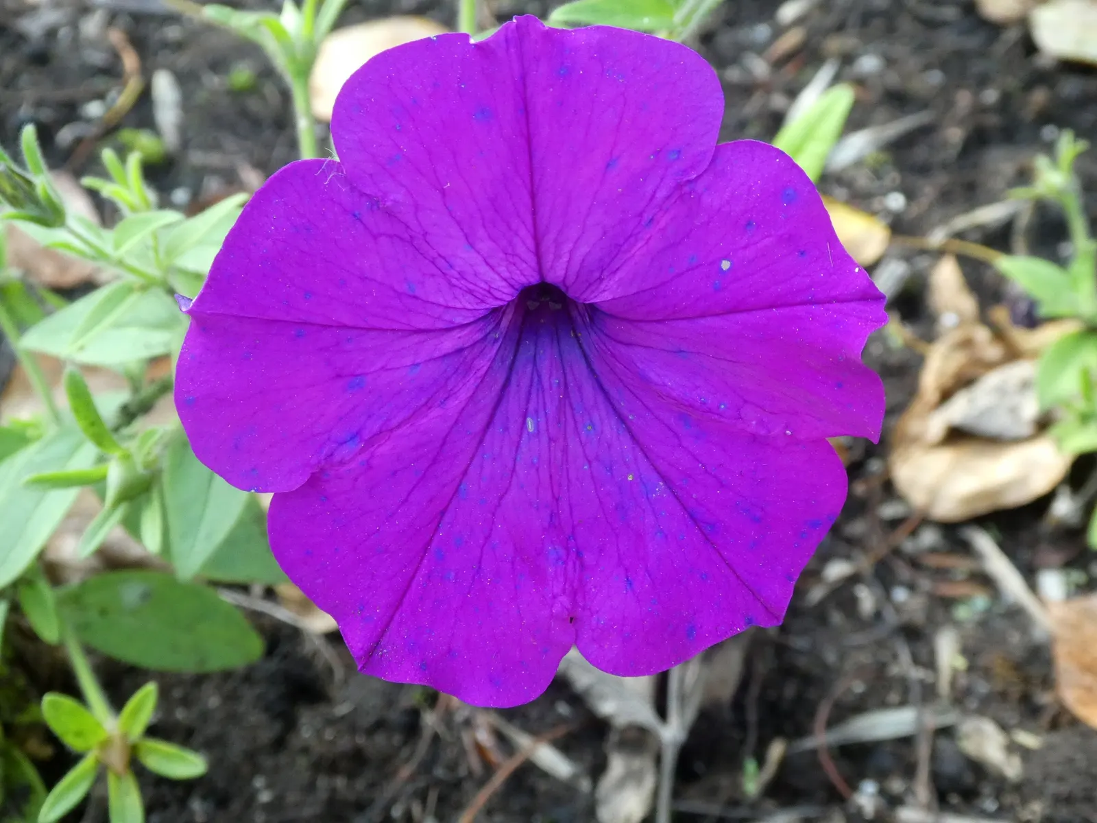 Petunia (Petunia X Hybrida) — full appearance as they spill over the edges; offering a rich tapestry of colors, image 69