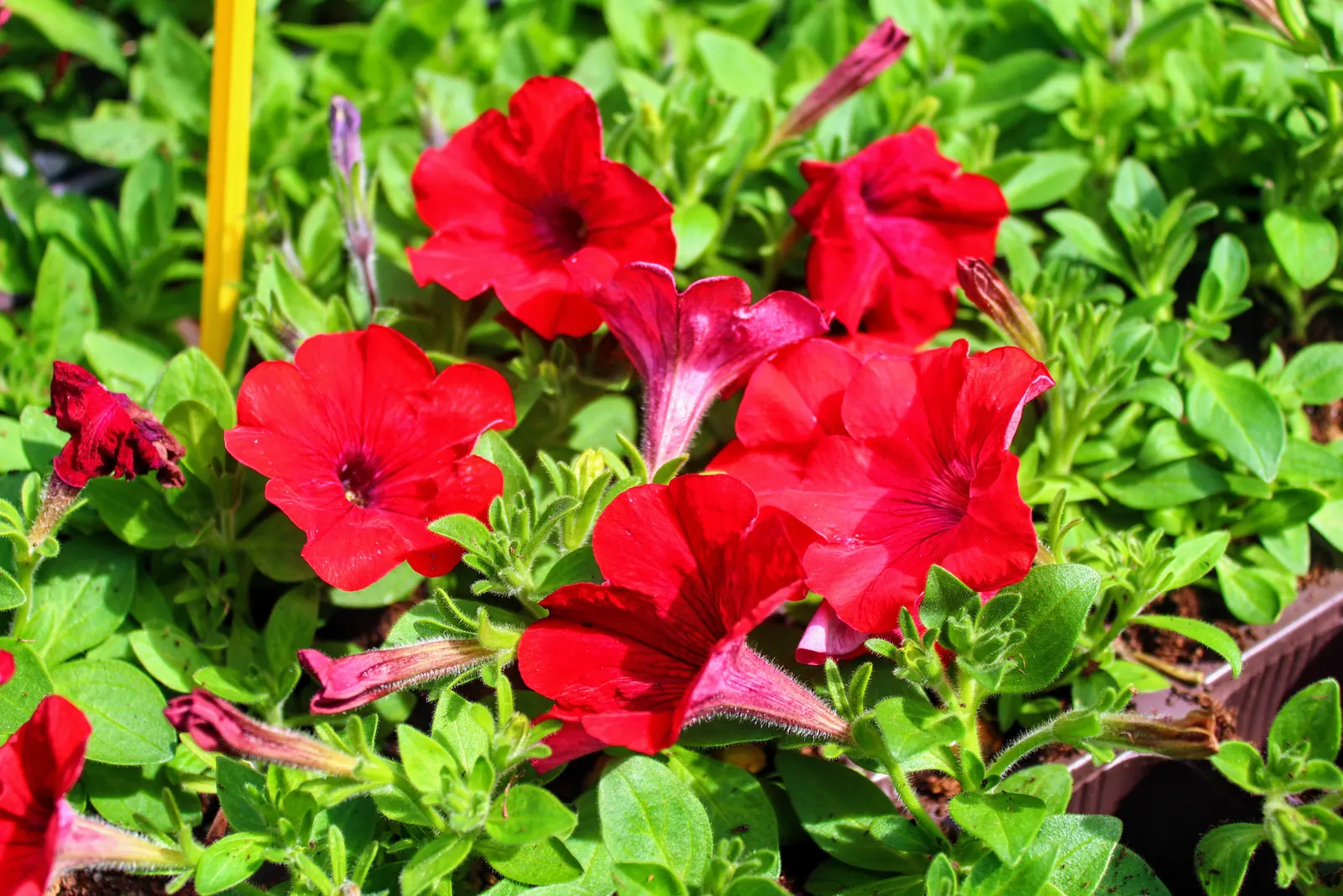 Petunia (Petunia X Hybrida) — Petunias range in height from about 6 to 24 inches; they are also ideal for containers