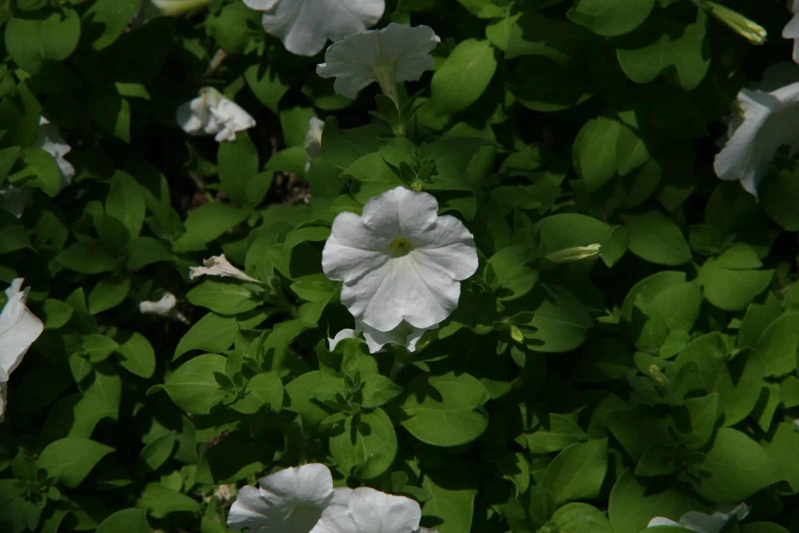 Petunia (Petunia X Hybrida) — Deadheading spent flowers can encourage more blooms and extend the flowering period; these hardy plants provide, image 135
