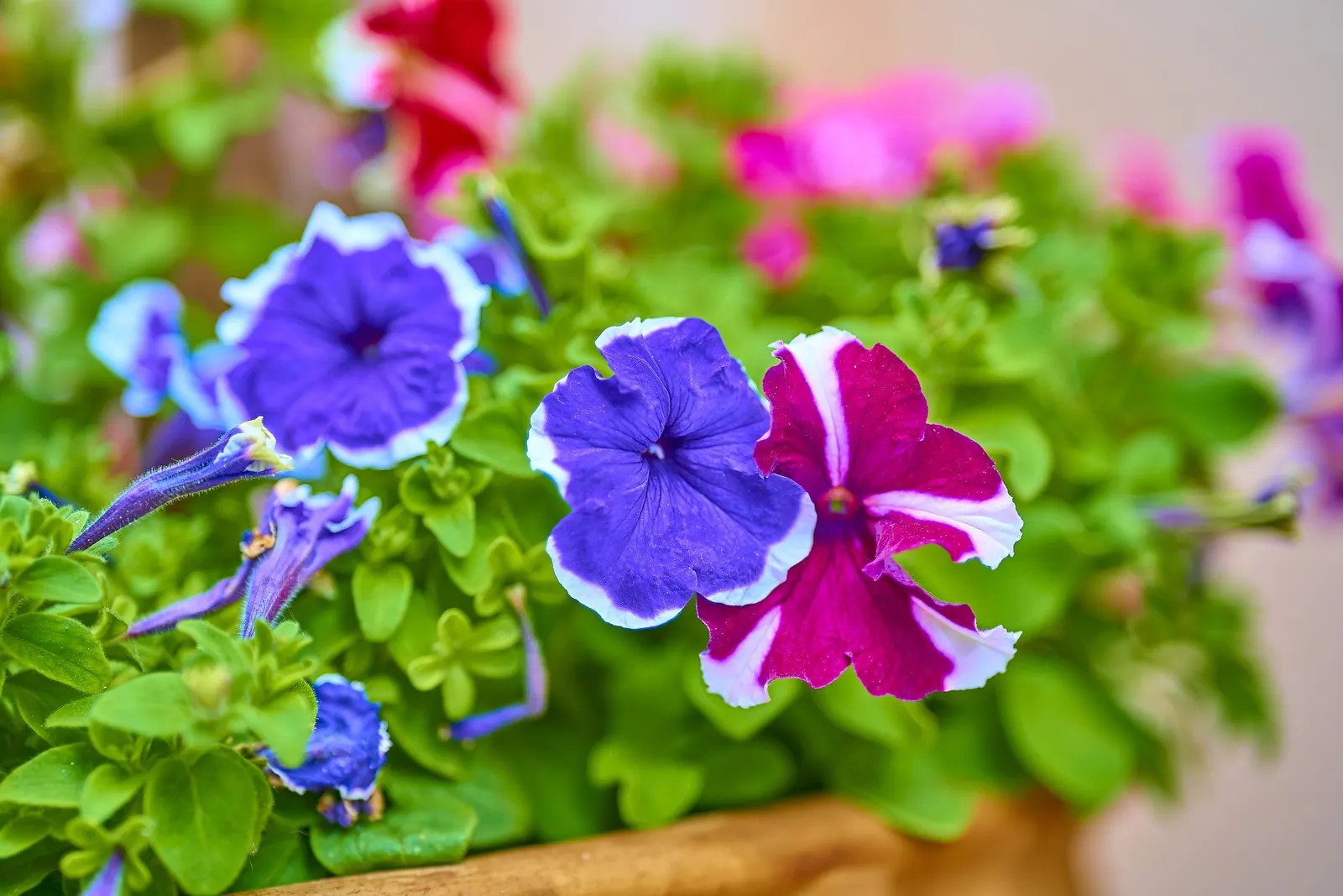 Petunia (Petunia X Hybrida) — a vibrant annual and perennial favorite; offering a rich tapestry of colors, image 141