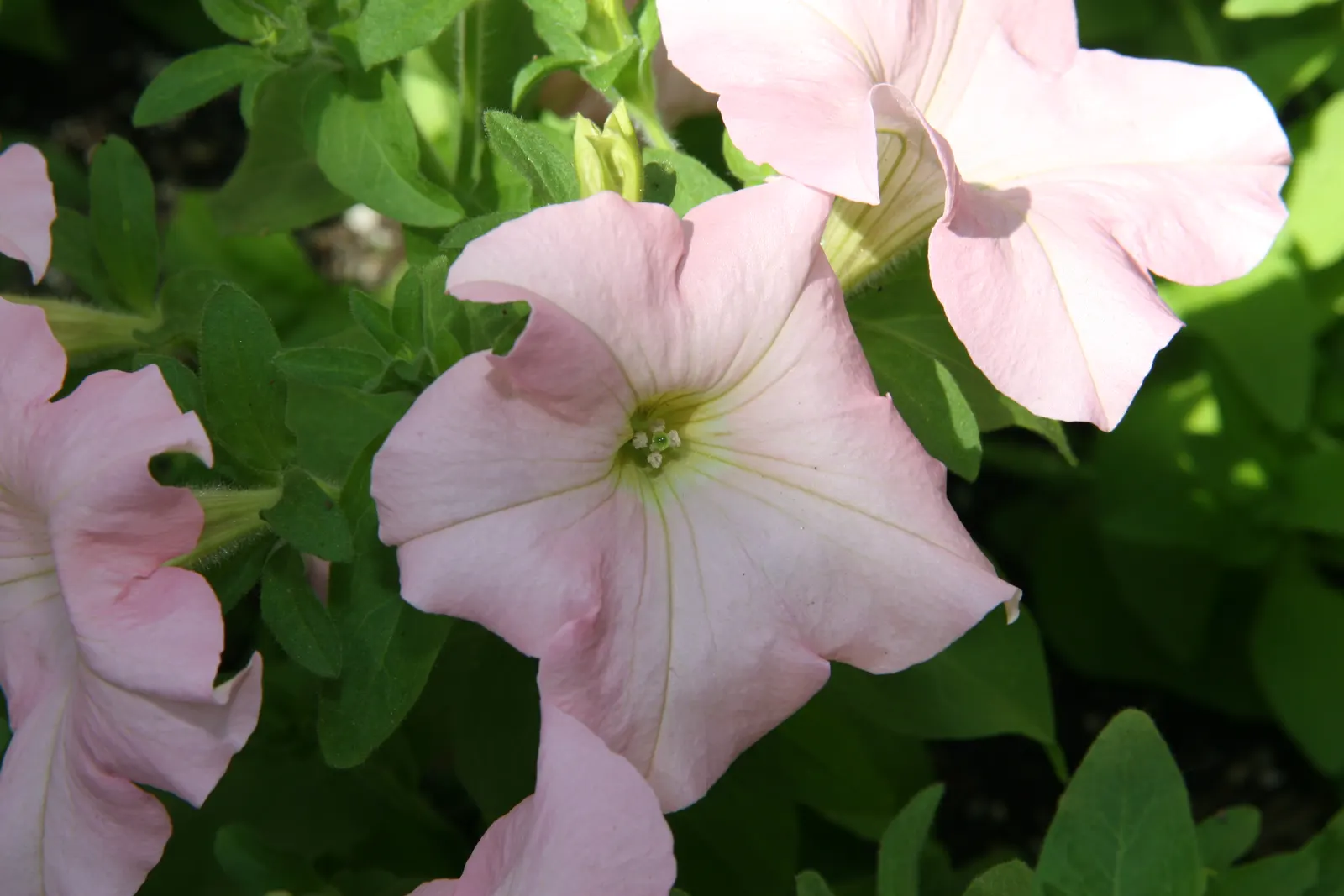 Petunia (Petunia X Hybrida) — Deadheading promotes continuous flowering, adding dynamic visual appeal to any garden design; they are also ideal for, image 118
