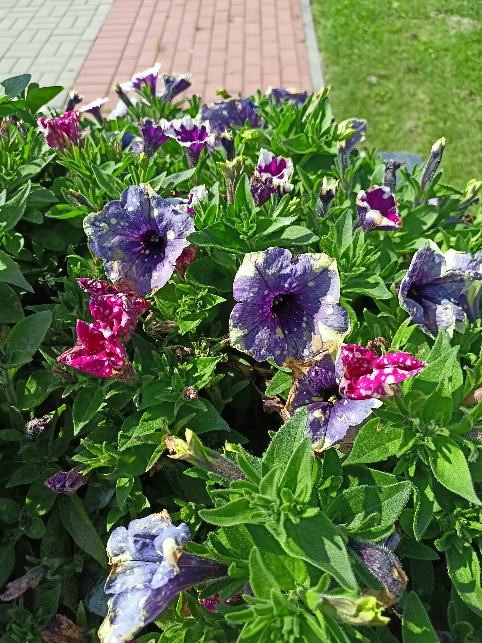 Petunia (Petunia X Hybrida) — annual for full; offering visual interest and dynamic range in their garden, image 84