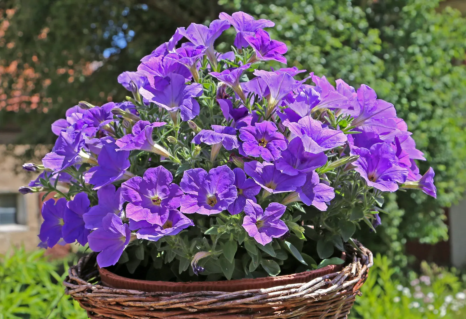 Petunia (Petunia X Hybrida) — renowned for its rich variety of colors and forms; offering visual interest and dynamic range in their garden