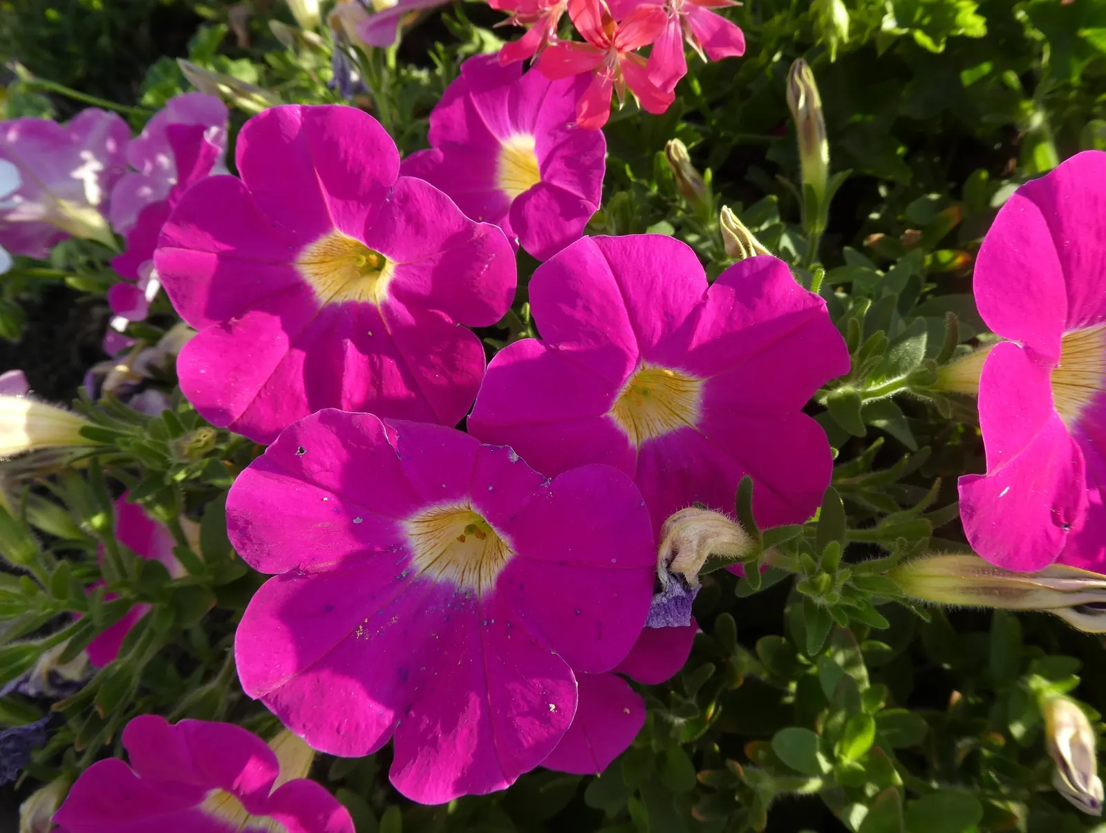 Petunia (Petunia X Hybrida) — They thrive in well-drained; offering a rich tapestry of colors, image 133