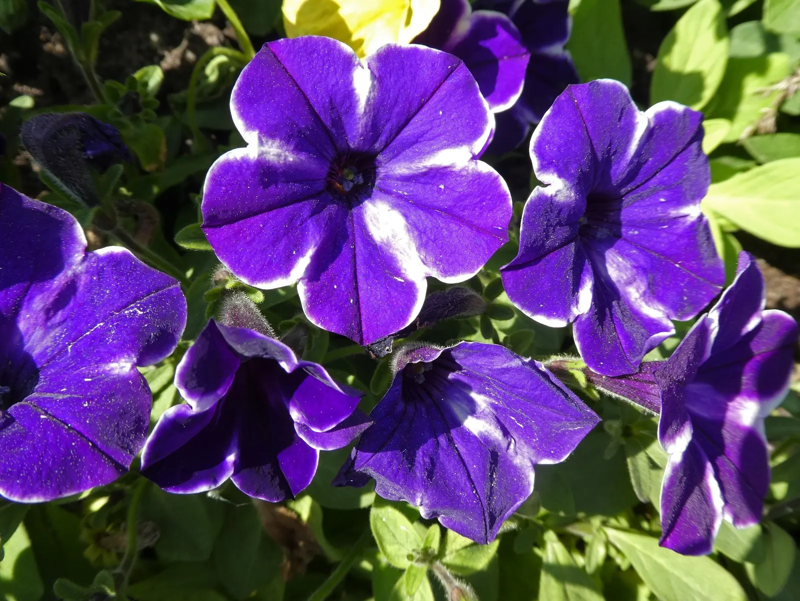 Petunia (Petunia X Hybrida) — with some showing striking patterns or veining; offering visual interest and dynamic range in their garden, image 72