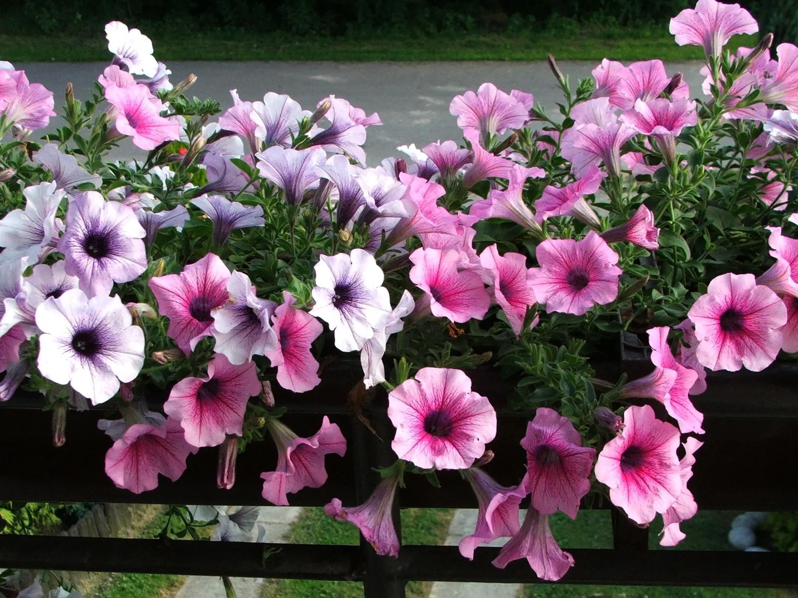 Petunia (Petunia X Hybrida) — meaning they should receive at least six hours of direct sunlight daily to achieve optimal flowering; offering visual, image 188