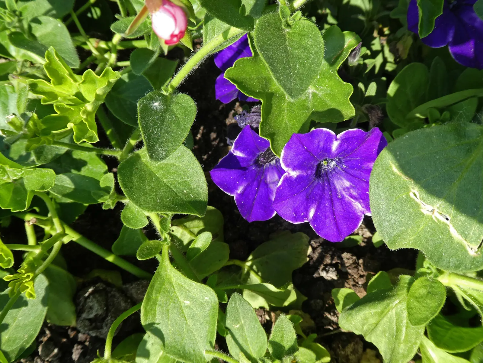 Petunia (Petunia X Hybrida) — these hardy plants provide long-lasting color throughout the growing season