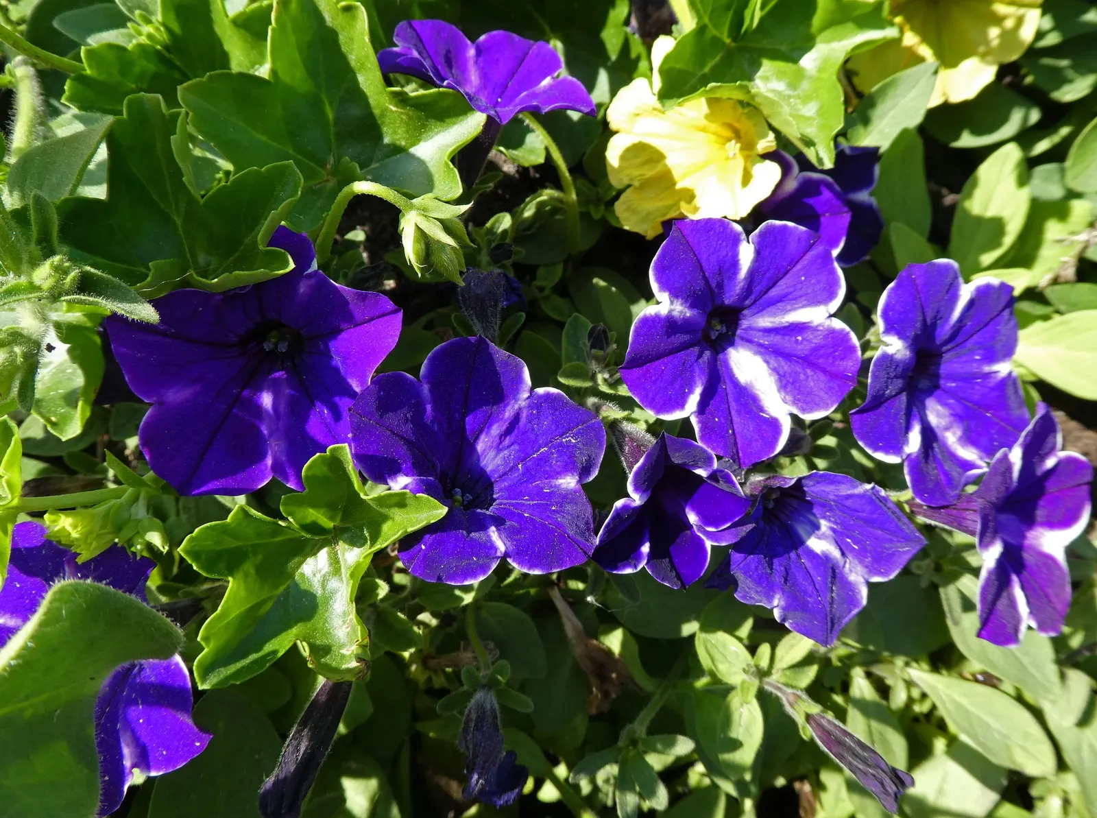 Petunia (Petunia X Hybrida) — <br><br>Petunias prefer full sun; these hardy plants provide long-lasting color throughout the growing season, image 159