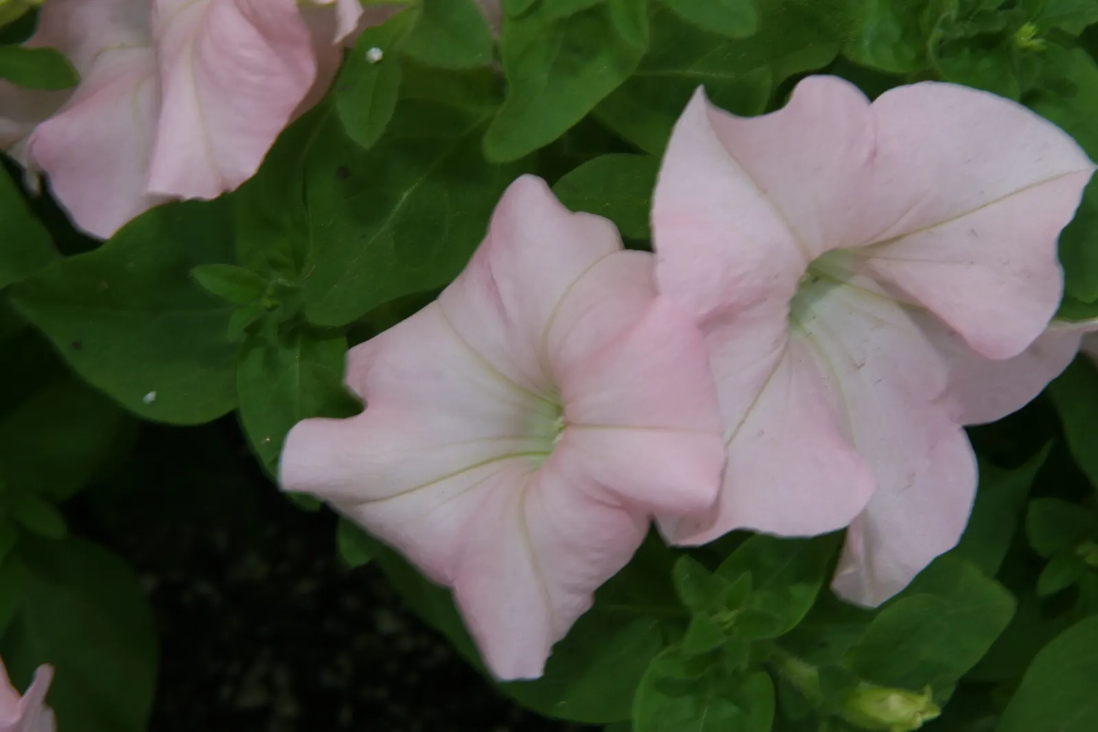 Petunia (Petunia X Hybrida) — a vibrant annual and perennial favorite; offering a rich tapestry of colors, image 169
