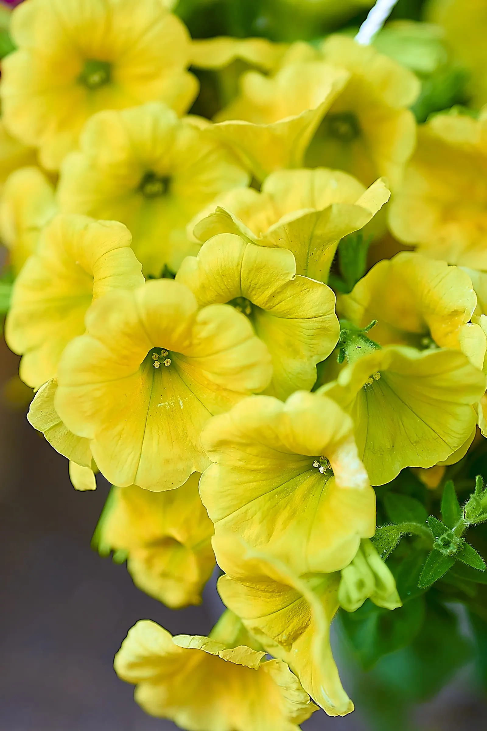 Petunia (Petunia X Hybrida) — while their width can spread from 18 to 36 inches; these hardy plants provide long-lasting color throughout the growing season