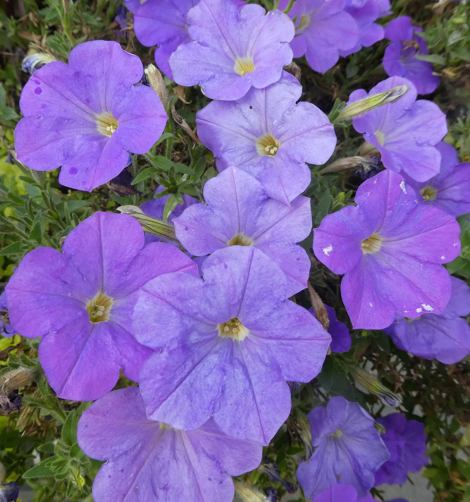 Petunia (Petunia X Hybrida) — meaning they should receive at least six hours of direct sunlight daily to achieve optimal flowering; offering visual, image 76