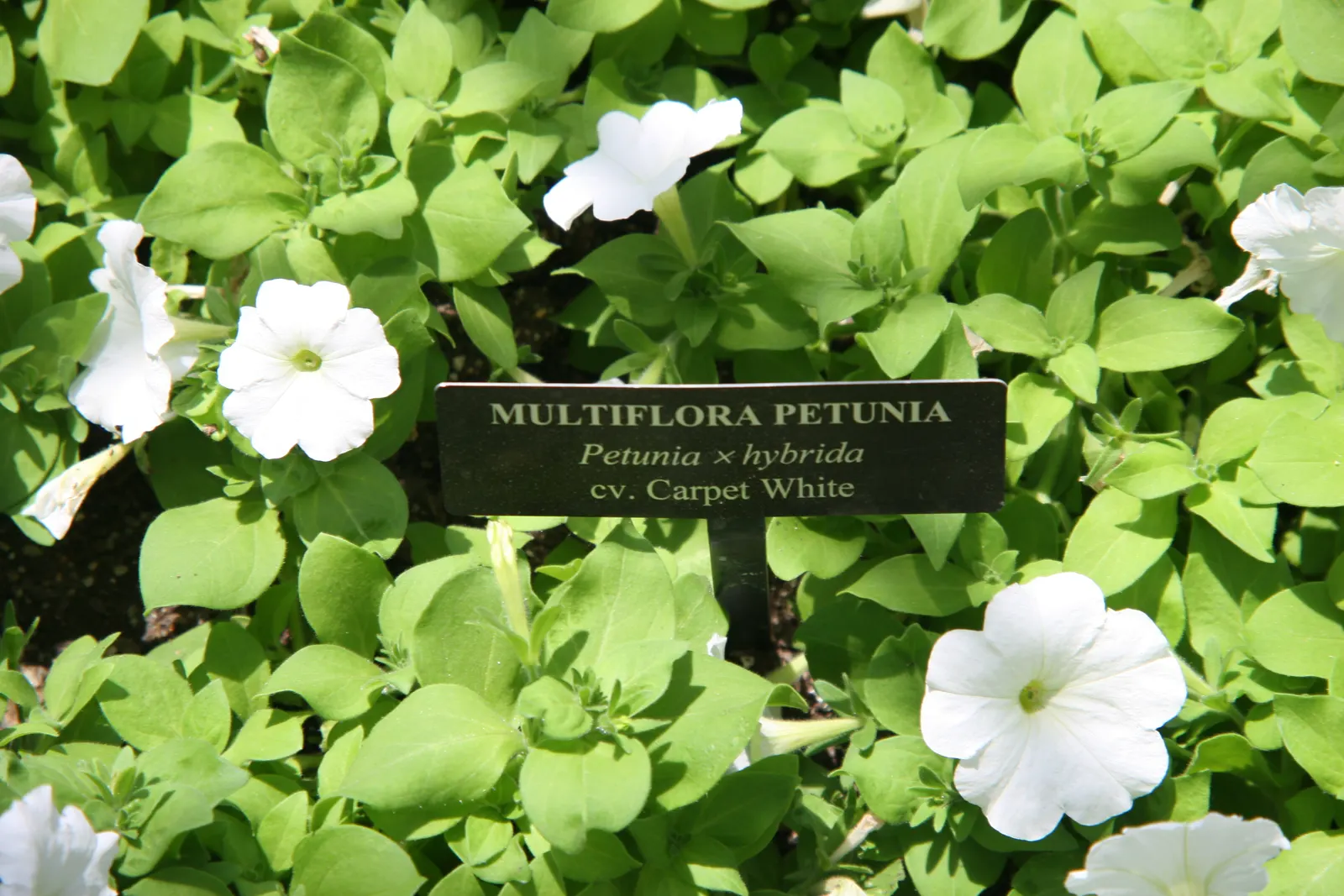 Petunia (Petunia X Hybrida) — Deadheading spent flowers can encourage more blooms and extend the flowering period; these hardy plants provide, image 107