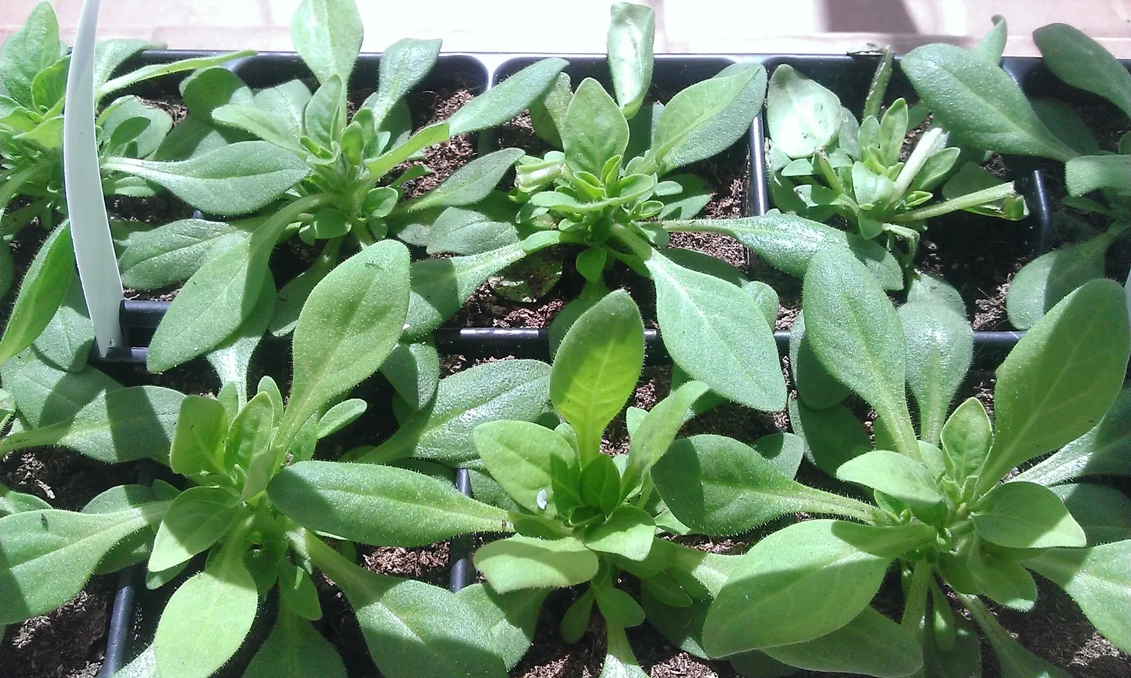 Petunia (Petunia X Hybrida) — full appearance as they spill over the edges