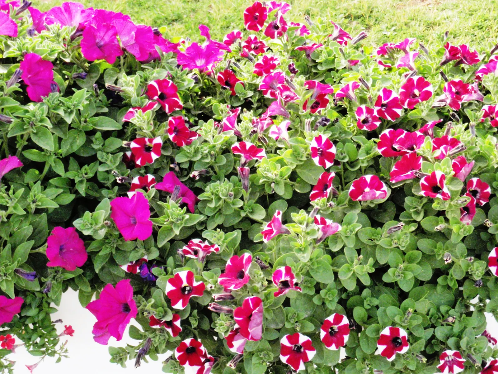Petunia (Petunia X Hybrida) — meaning they should receive at least six hours of direct sunlight daily to achieve optimal flowering; offering visual interest