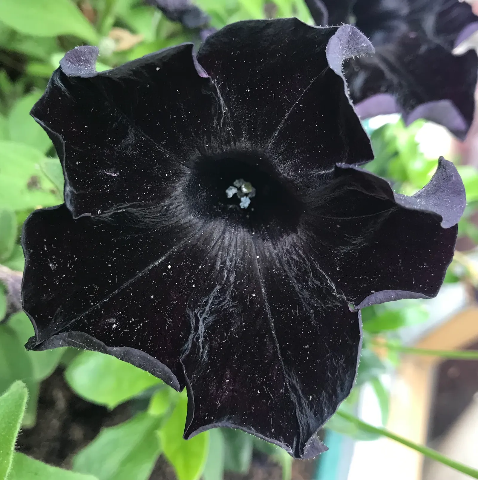 Petunia (Petunia X Hybrida) — renowned for its rich variety of colors and forms; offering visual interest and dynamic range in their garden, image 120