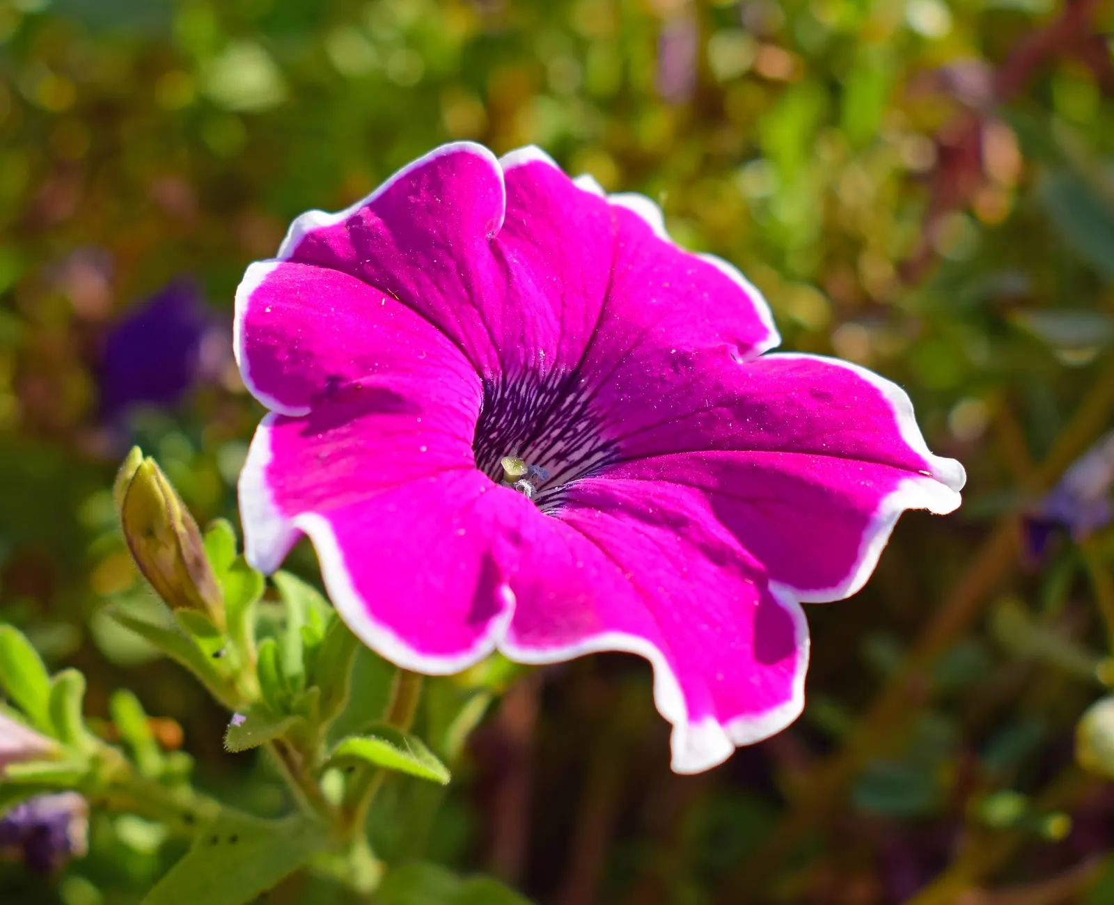 Petunia (Petunia X Hybrida) — Deadheading promotes continuous flowering, adding dynamic visual appeal to any garden design; they are also ideal for, image 62