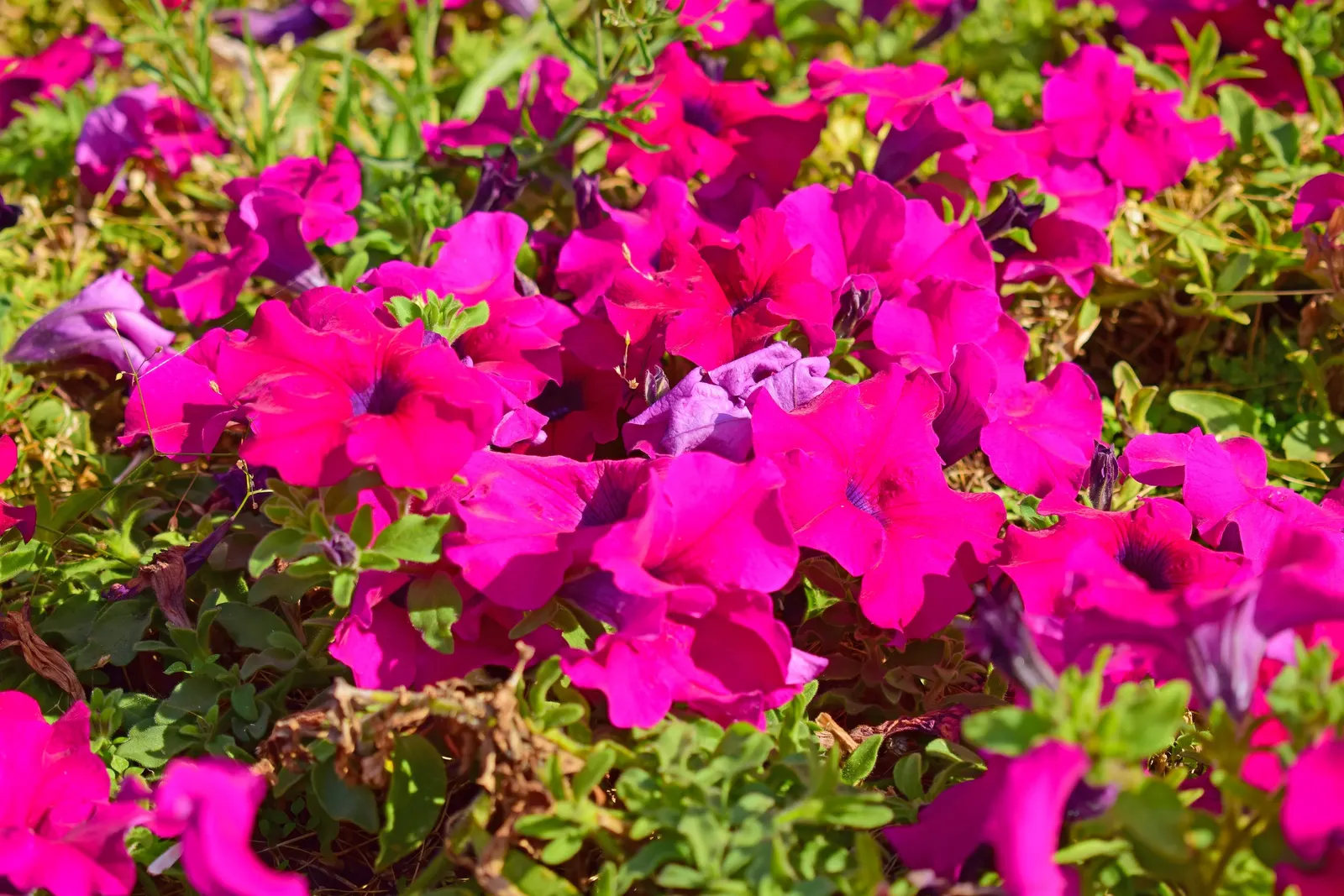 Petunia (Petunia X Hybrida) — annual with multi-colored and pink blooms; these hardy plants provide long-lasting color throughout the growing season, image 139