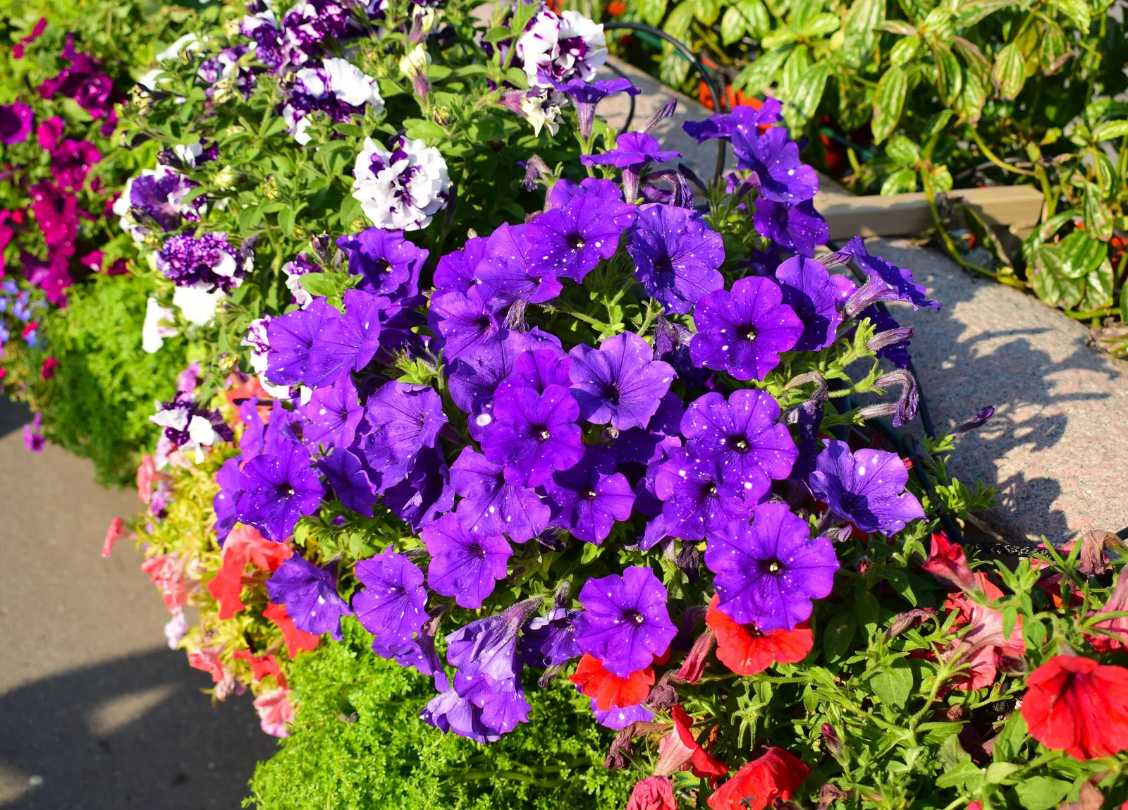 Petunia (Petunia X Hybrida) — commonly referred to as simply "Petunia," is a vibrant and widely-cultivated annual flowering plant