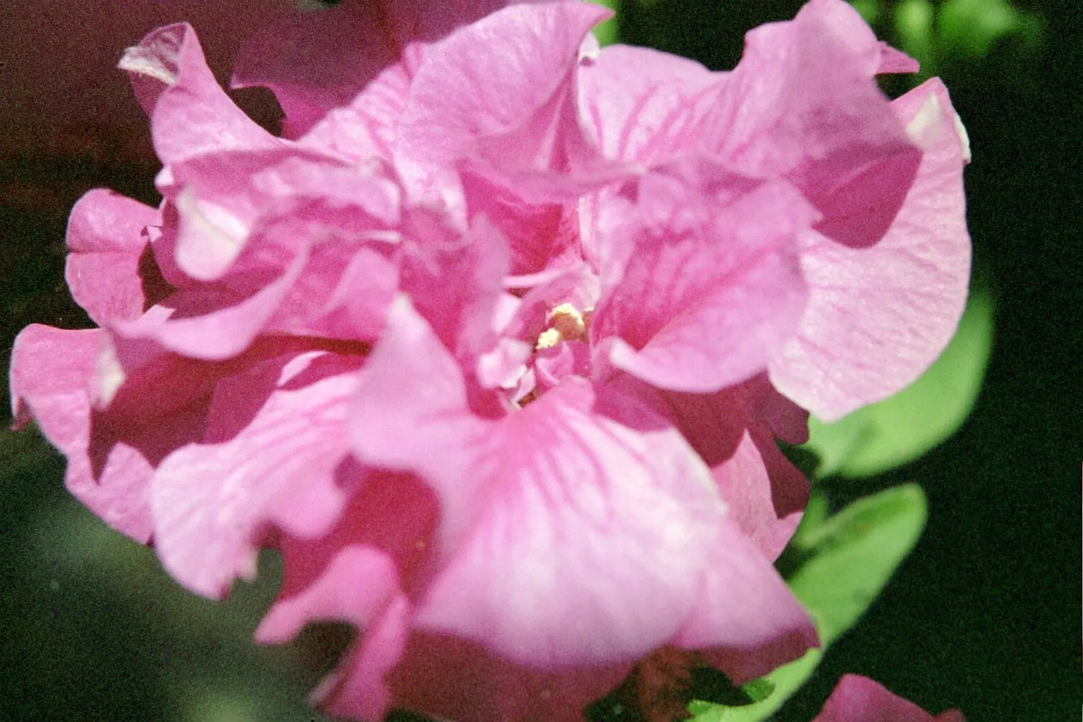 Petunia (Petunia X Hybrida) — Deadheading promotes continuous flowering, adding dynamic visual appeal to any garden design; they are also ideal for, image 146