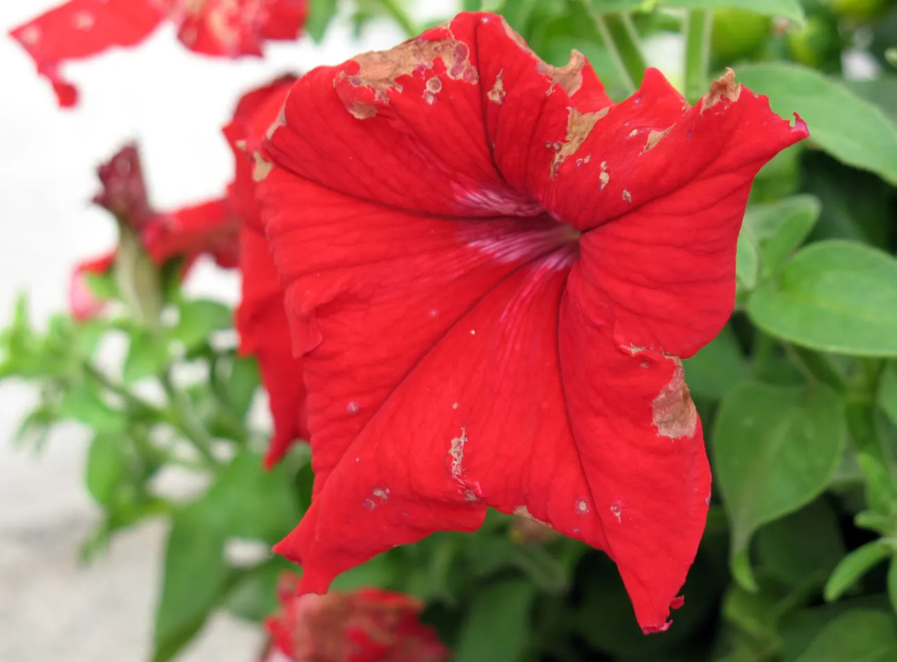 Petunia (Petunia X Hybrida) — these hardy plants provide long-lasting color throughout the growing season; they are also ideal for containers, image 130