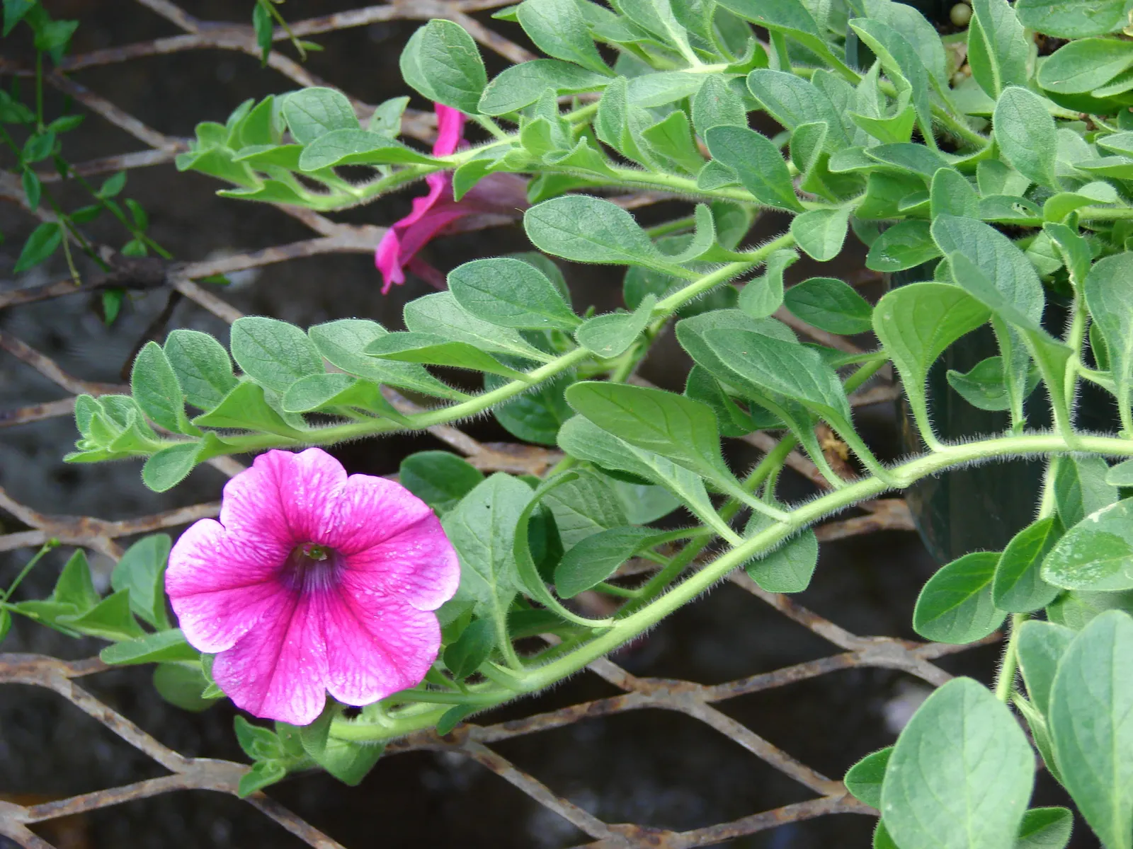 Petunia (Petunia X Hybrida) — Deadheading spent flowers can encourage more blooms and extend the flowering period; these hardy plants provide, image 191