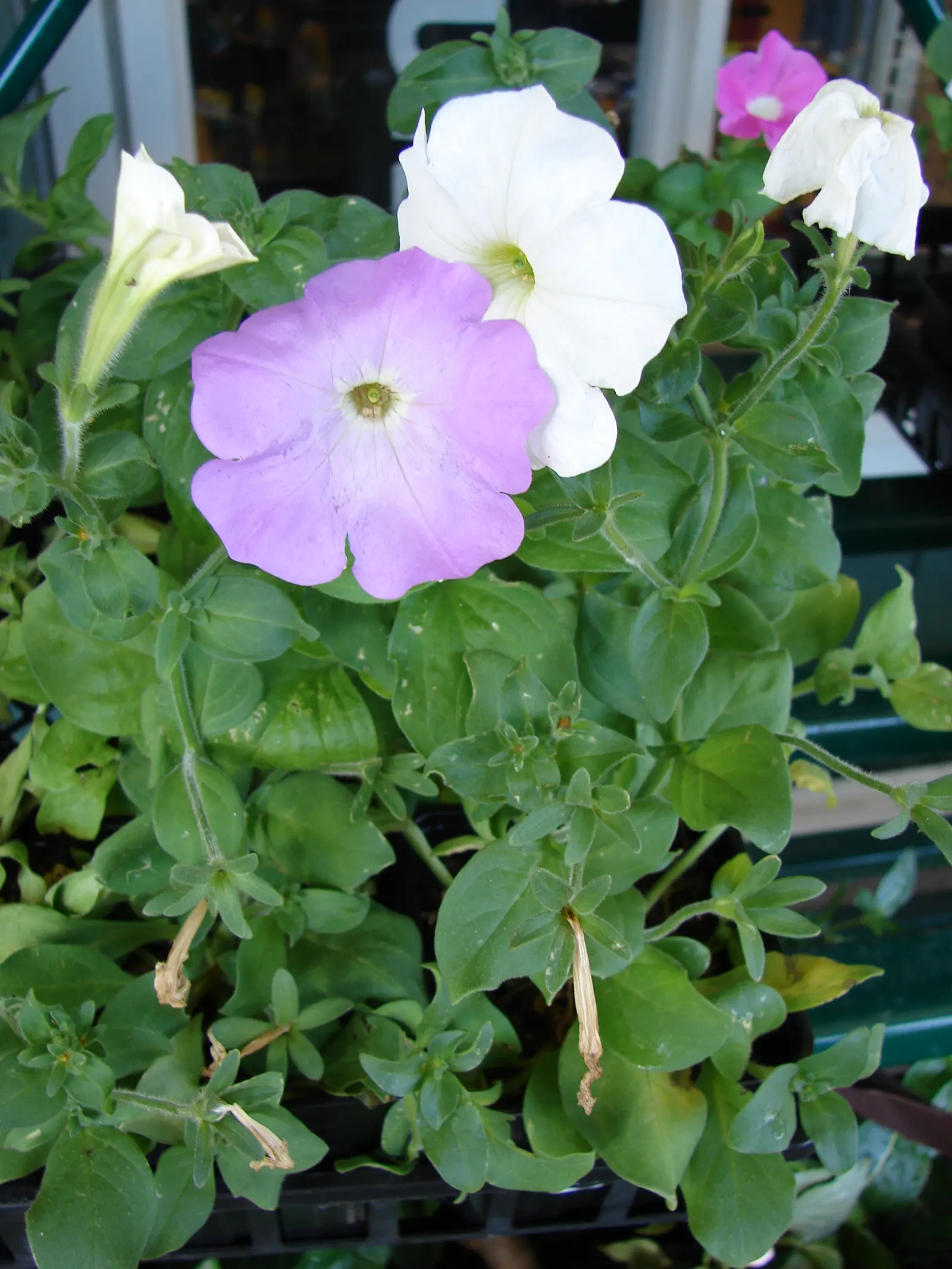 Petunia (Petunia X Hybrida) — meaning they should receive at least six hours of direct sunlight daily to achieve optimal flowering; offering visual, image 160
