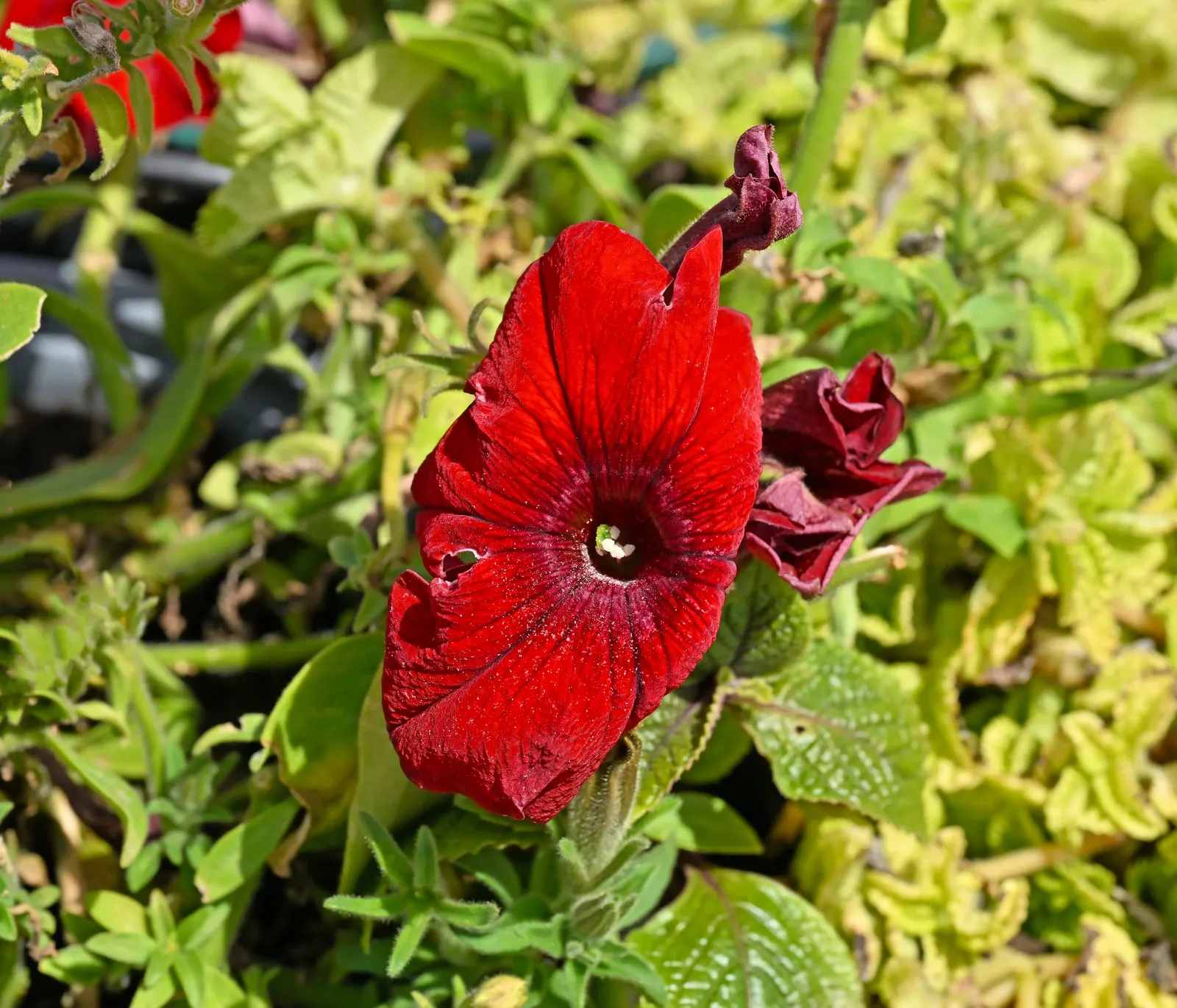 Petunia (Petunia X Hybrida) — offering visual interest and dynamic range in their garden; offering a rich tapestry of colors