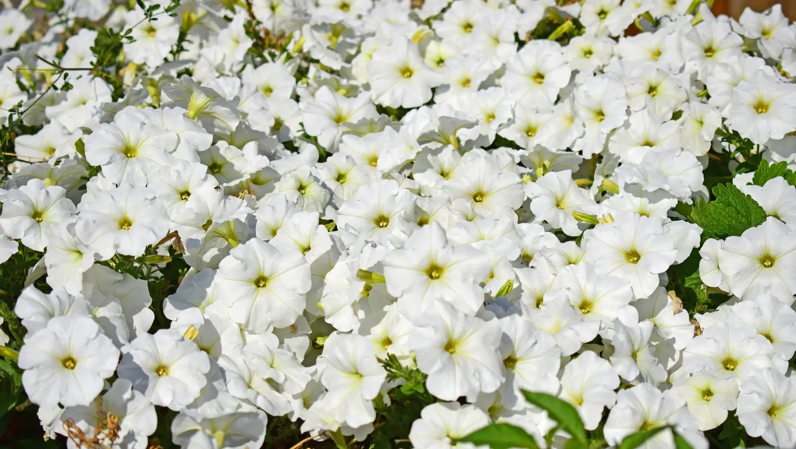 Petunia (Petunia X Hybrida) — offering visual interest and dynamic range in their garden; offering a rich tapestry of colors, image 137