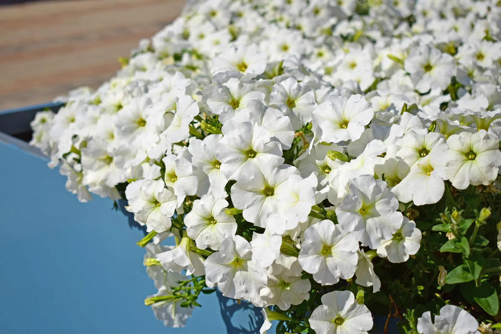 Petunia (Petunia X Hybrida) — while their width can spread from 18 to 36 inches; these hardy plants provide long-lasting color throughout the, image 99