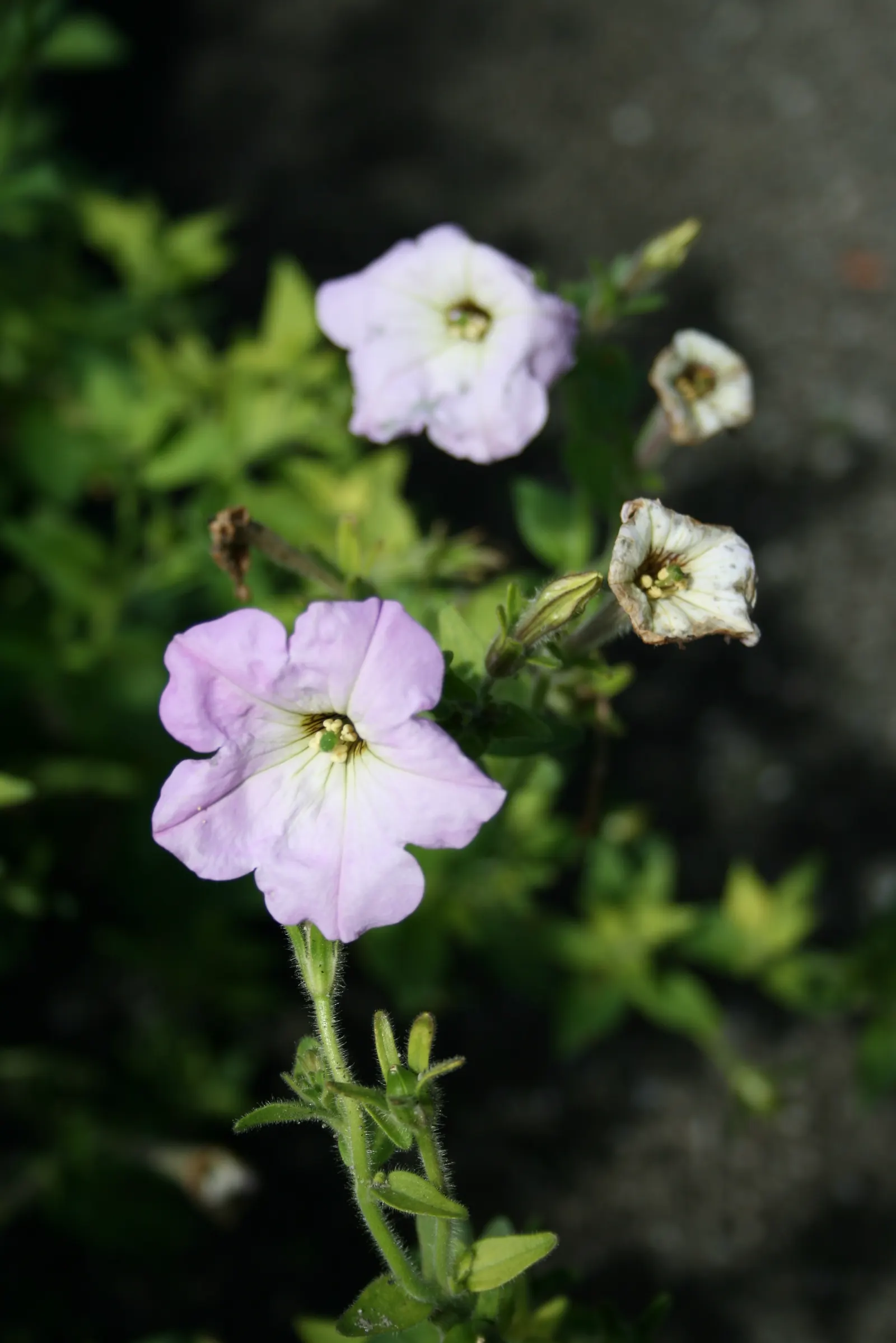 Petunia (Petunia X Hybrida) — commonly referred to as simply "Petunia," is a vibrant and widely-cultivated annual flowering plant; these hardy, image 63