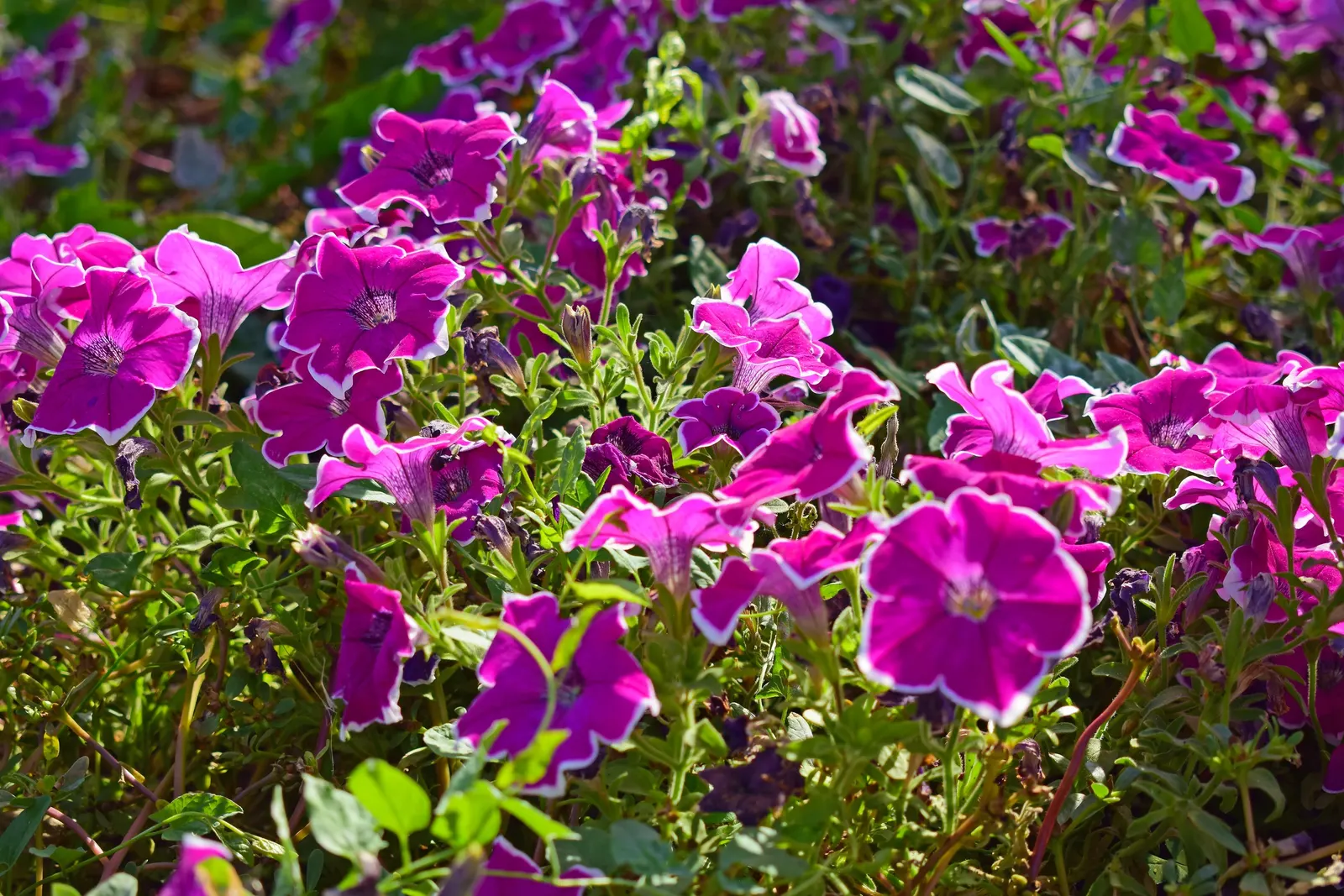 Petunia (Petunia X Hybrida) — Blooming from planting until the first hard frost