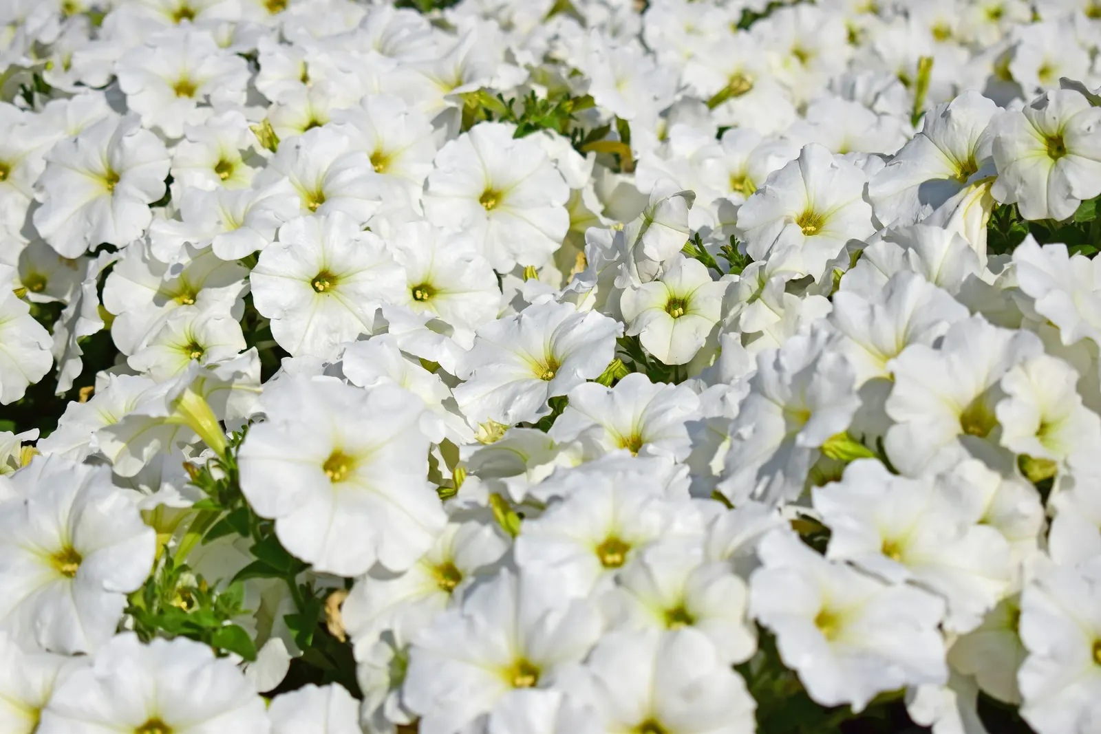 Petunia (Petunia X Hybrida) — renowned for its rich variety of colors and forms