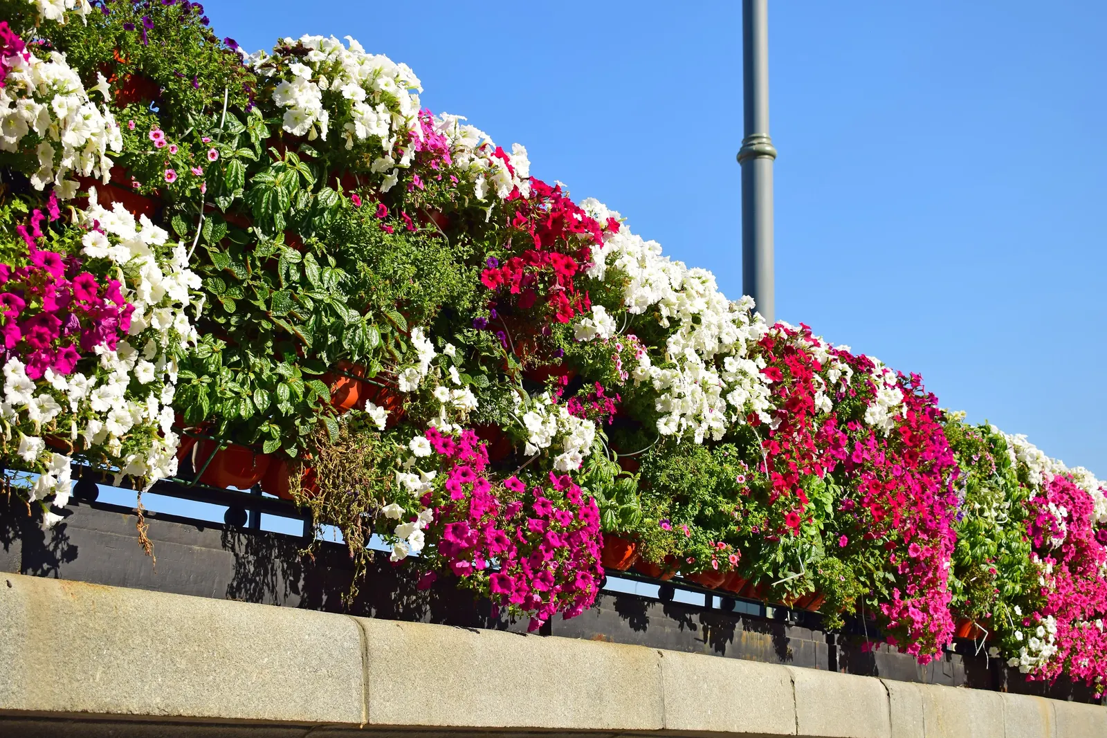 Petunia (Petunia X Hybrida) — a vibrant annual and perennial favorite; offering a rich tapestry of colors, image 113