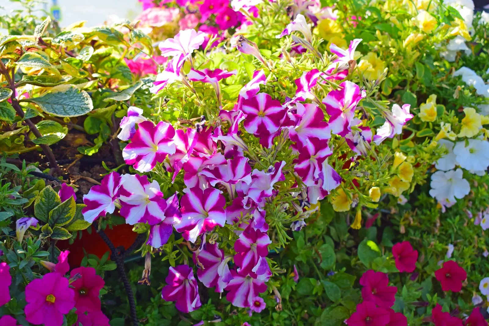 Petunia (Petunia X Hybrida) — this plant reaches 6 to 18 inches in height with a spread of up to 3 feet; these hardy plants provide long-lasting color
